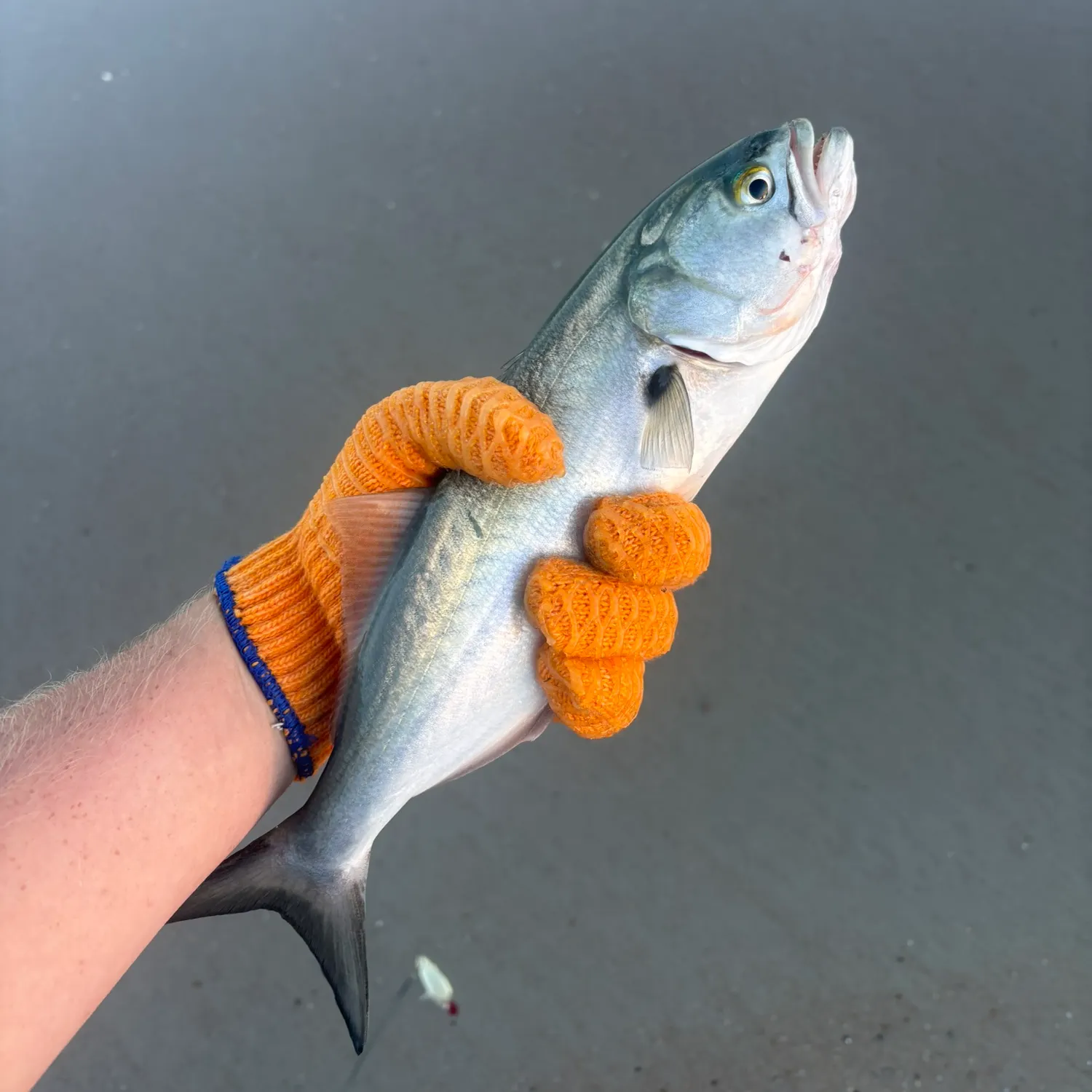 Bluefish caught on Fishbrain