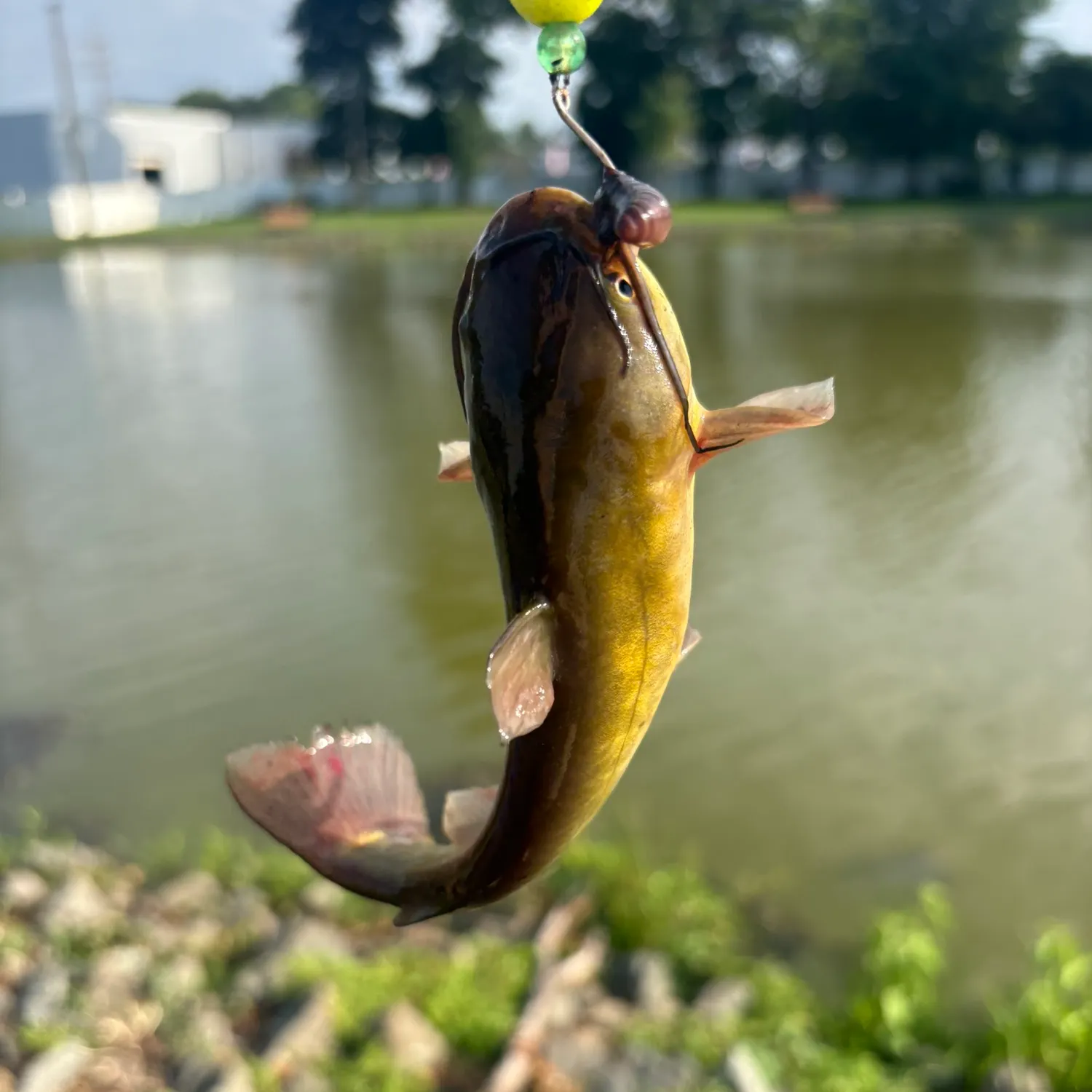 Yellow bullhead caught on Fishbrain