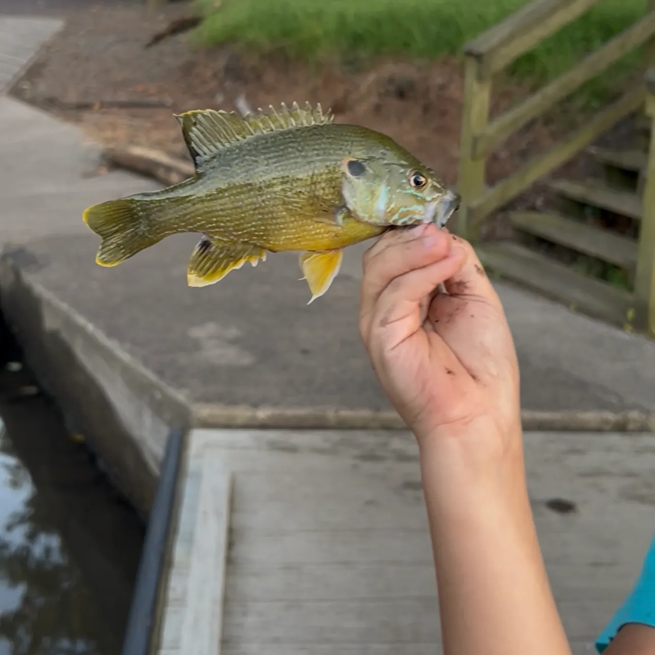 The most recent Green sunfish catches on Fishbrain