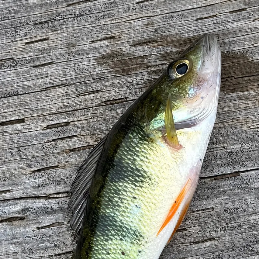 Yellow perch caught on Fishbrain