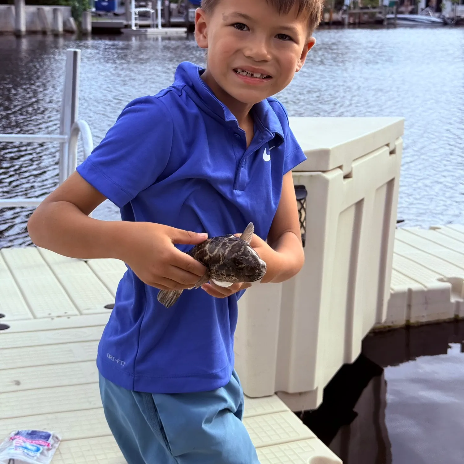 Checkered puffer caught on Fishbrain