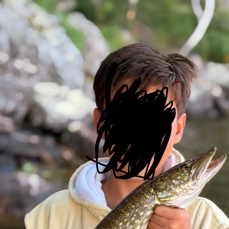 Northern pike caught on Fishbrain