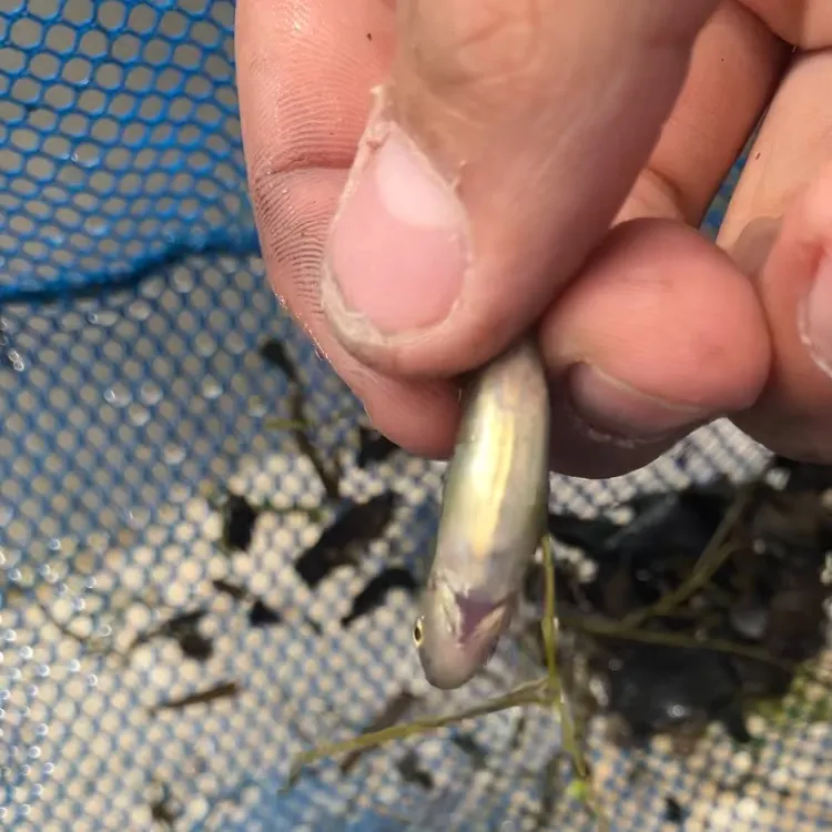 The most recent Brassy minnow catches on Fishbrain
