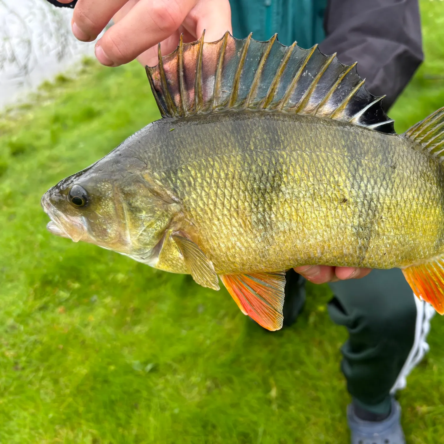 European perch caught on Fishbrain