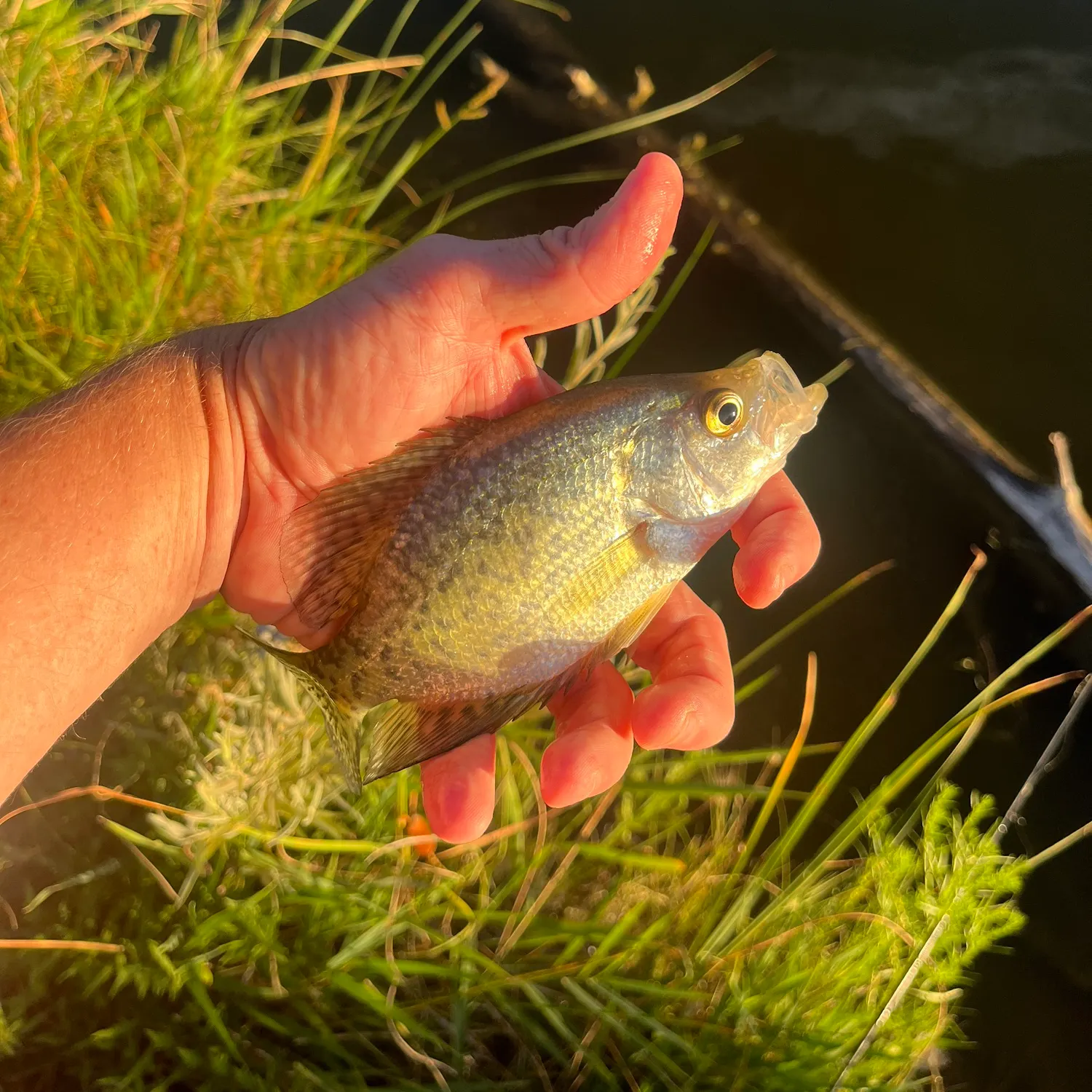 Black crappie caught on Fishbrain
