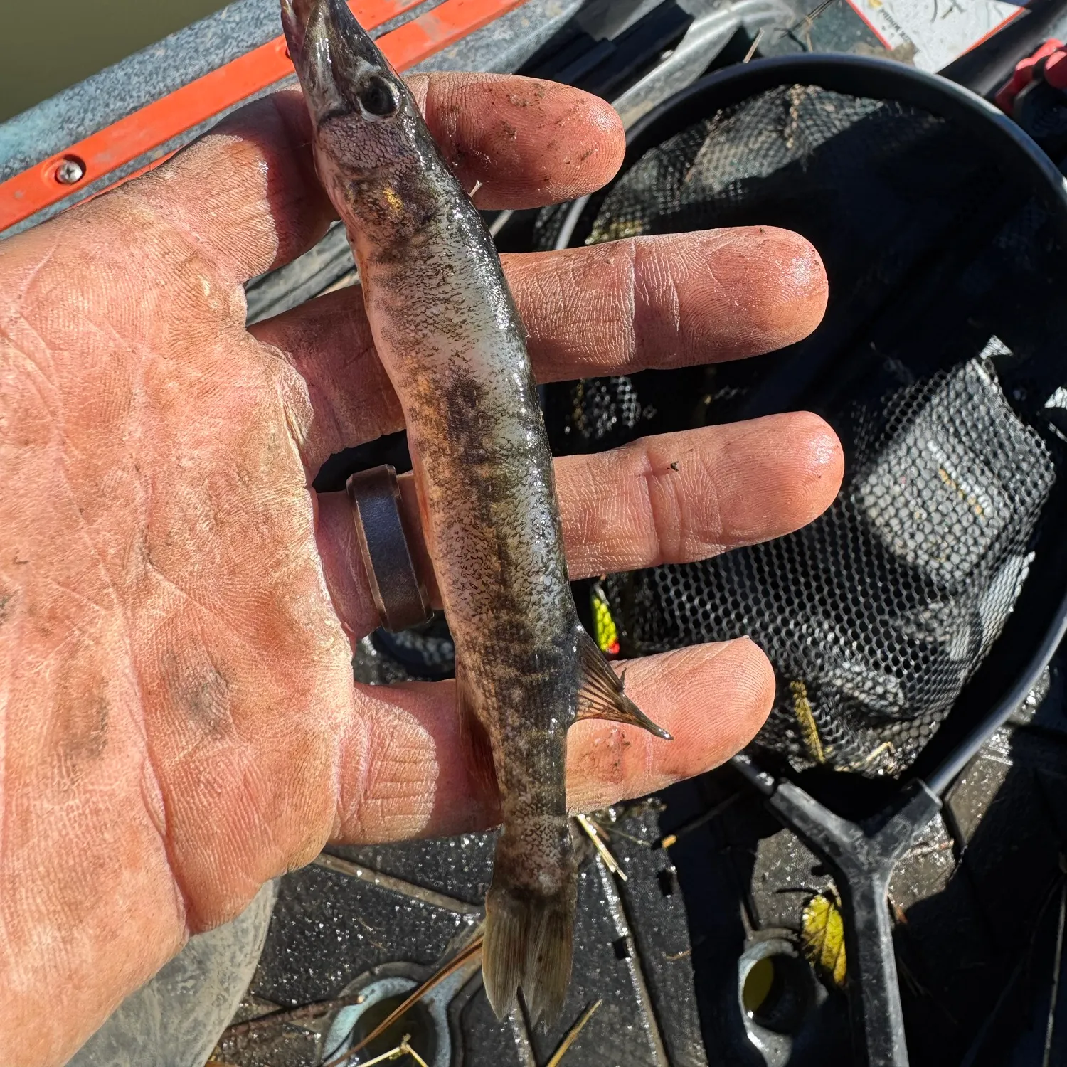Grass pickerel caught on Fishbrain