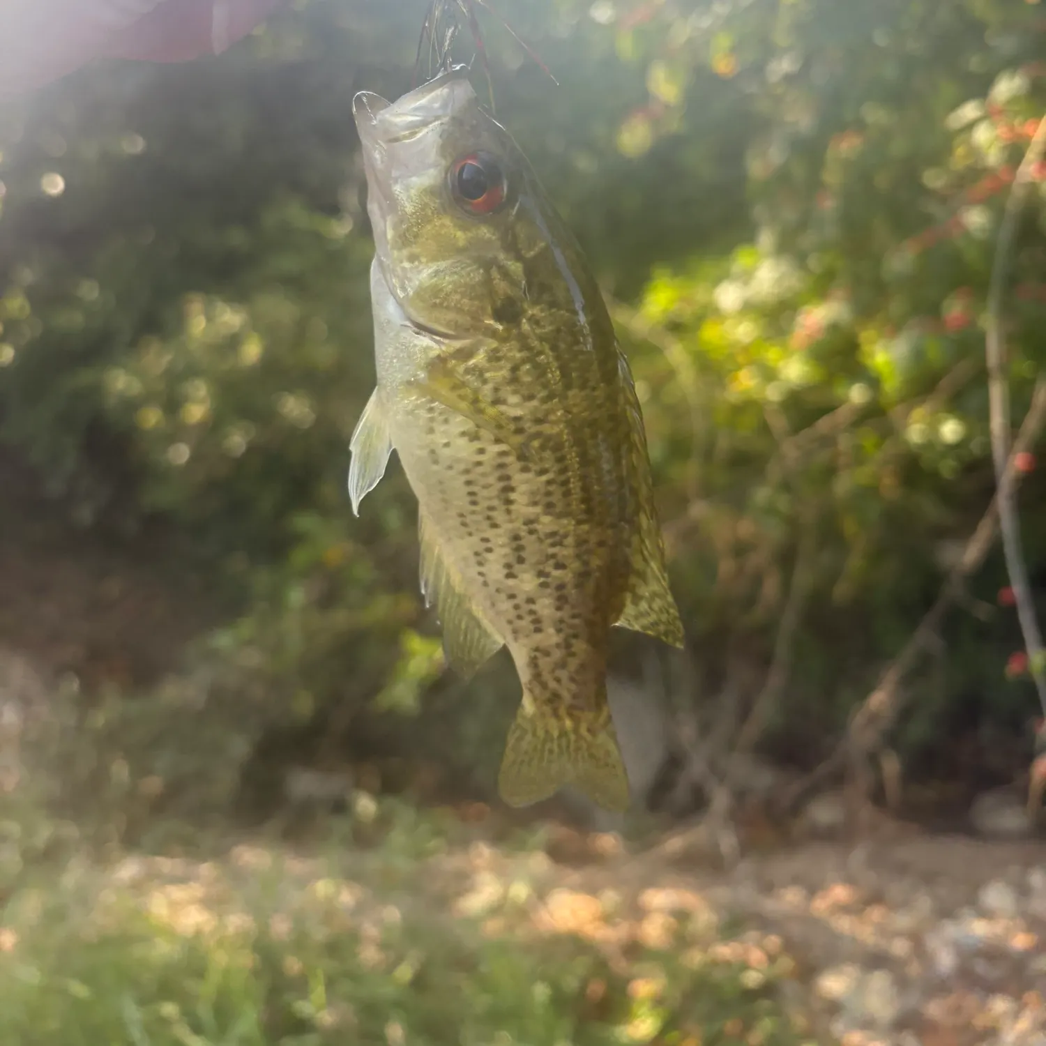 Rock bass caught on Fishbrain