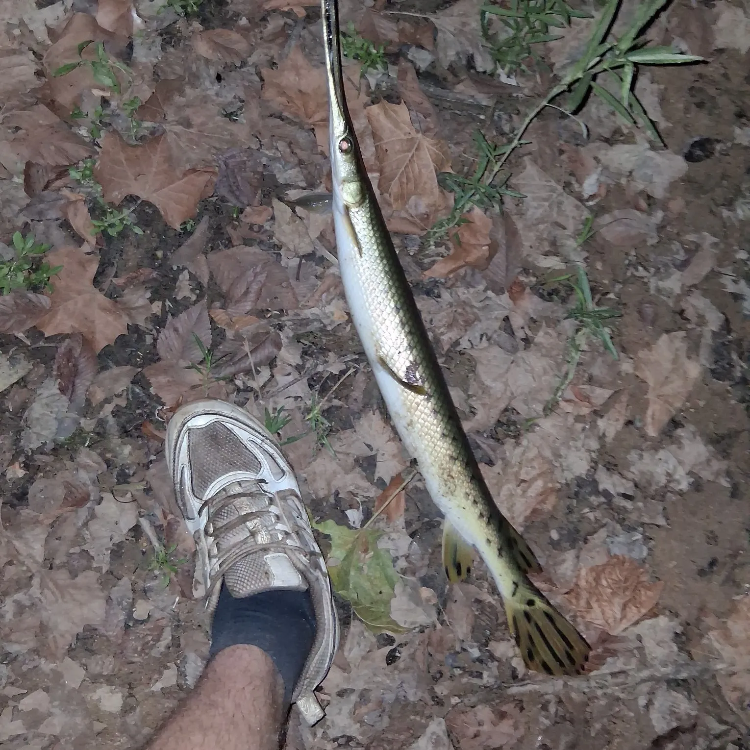 Longnose gar caught on Fishbrain