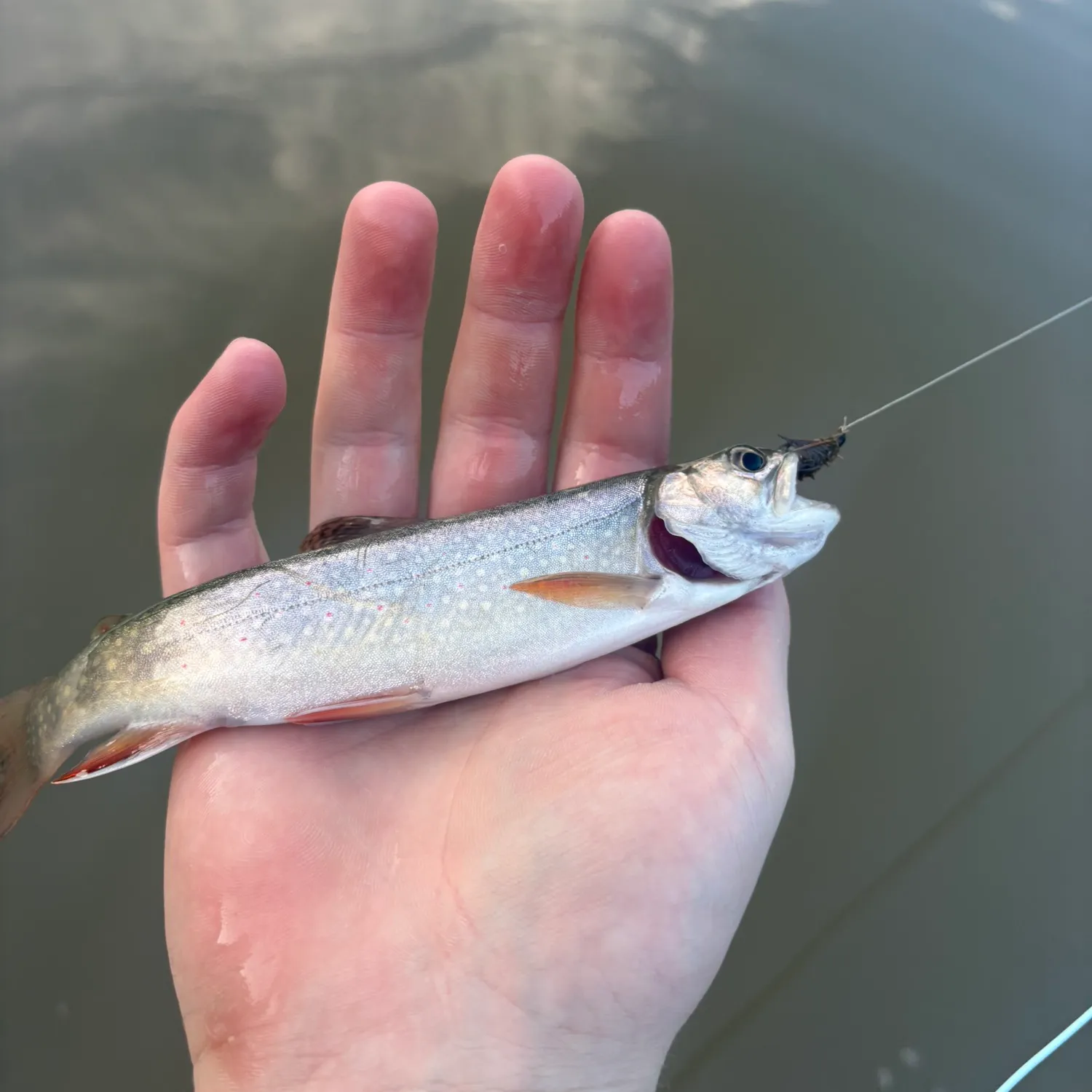 Brook trout caught on Fishbrain