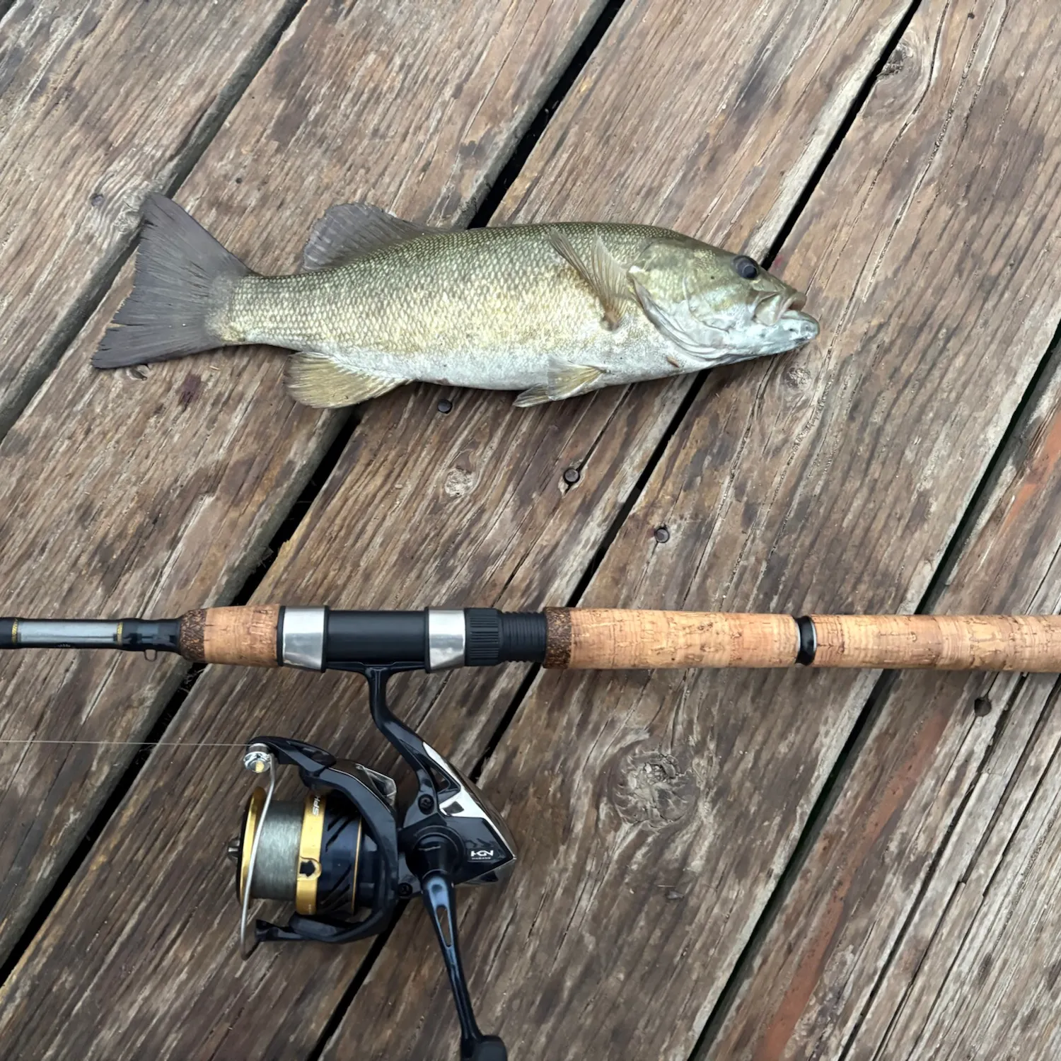 Smallmouth bass caught on Fishbrain