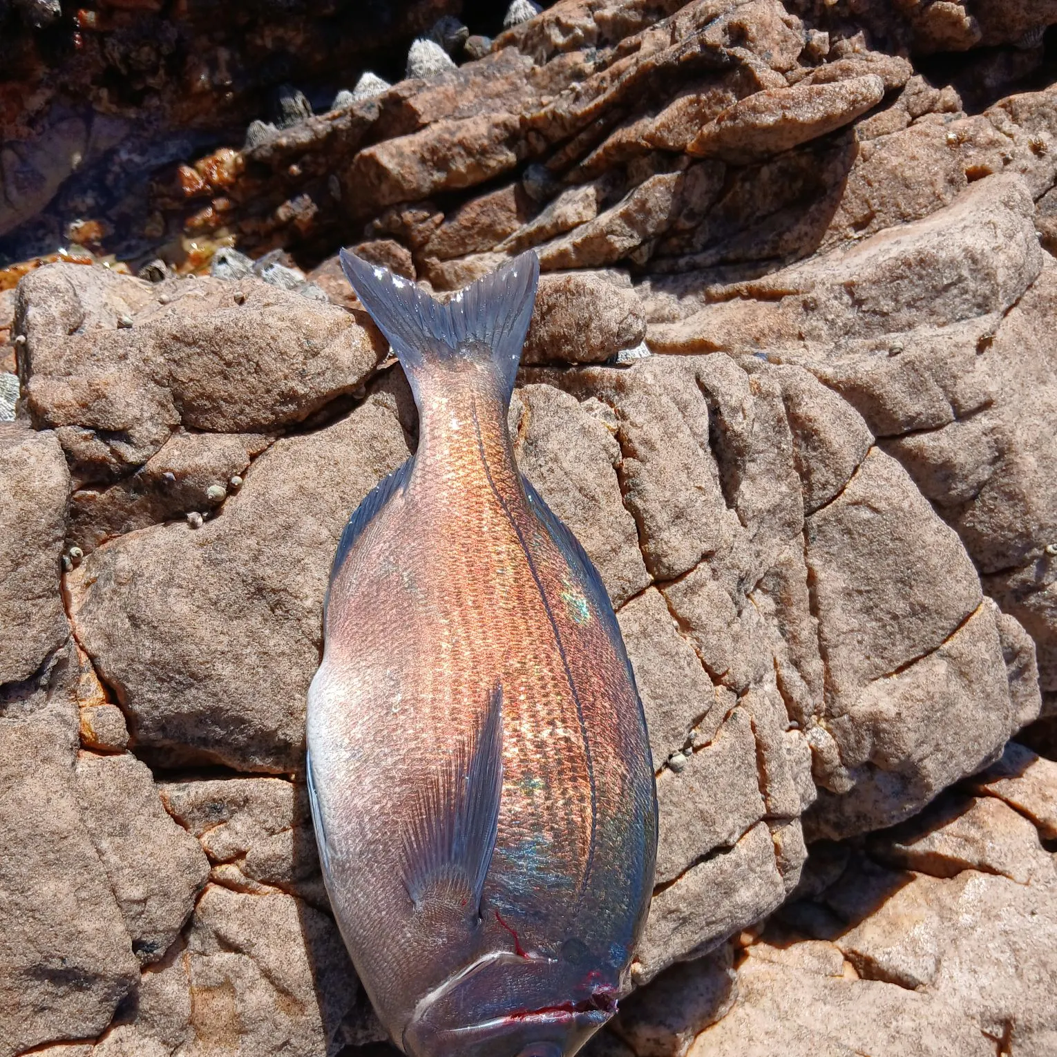 The most recent Hottentot seabream catches on Fishbrain