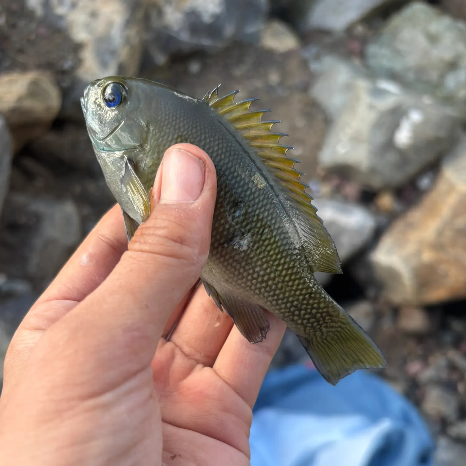 The most recent Opaleye catches on Fishbrain