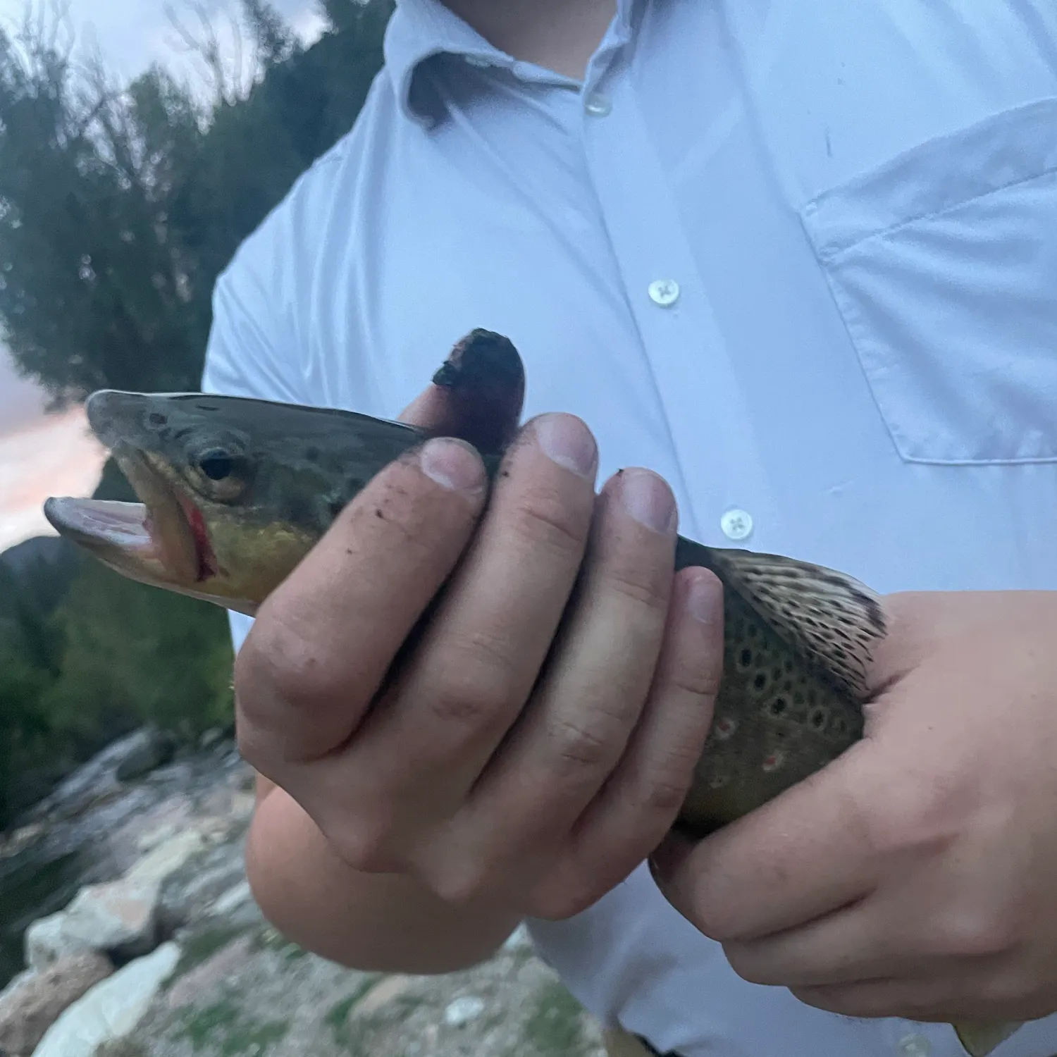 Brown trout caught on Fishbrain