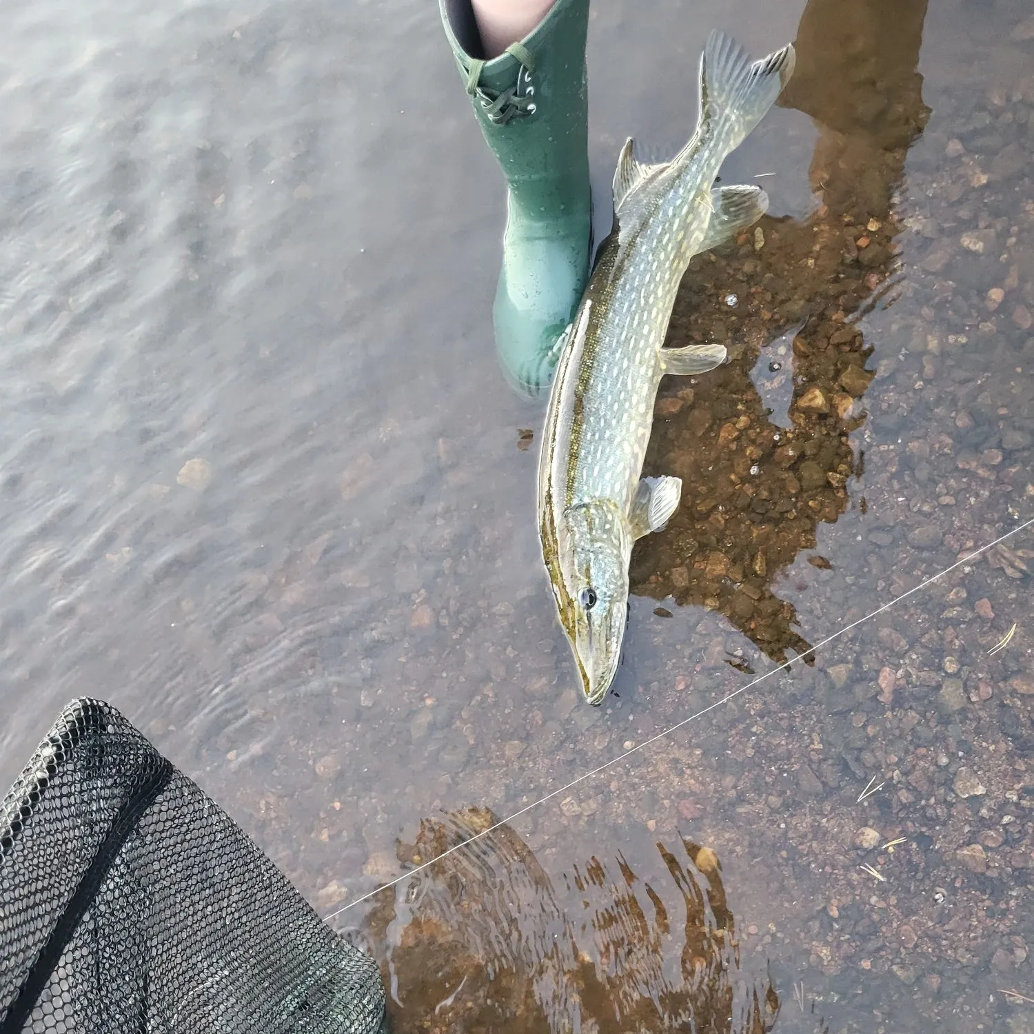 Northern pike caught on Fishbrain