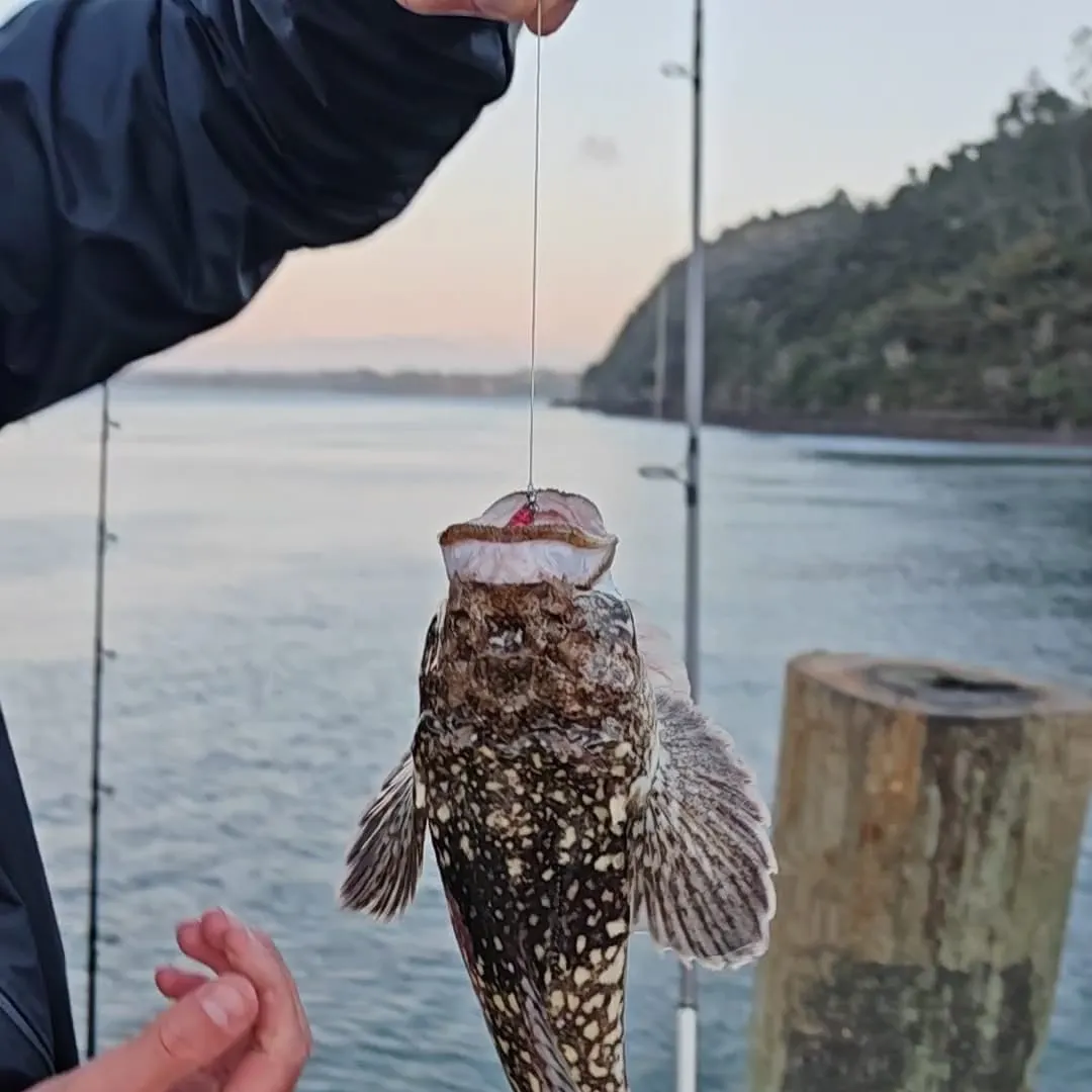 The most recent Northern stargazer catches on Fishbrain