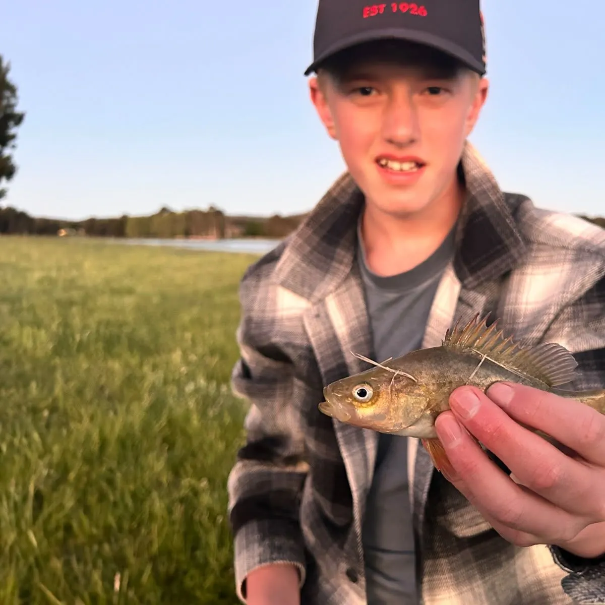 Golden perch caught on Fishbrain