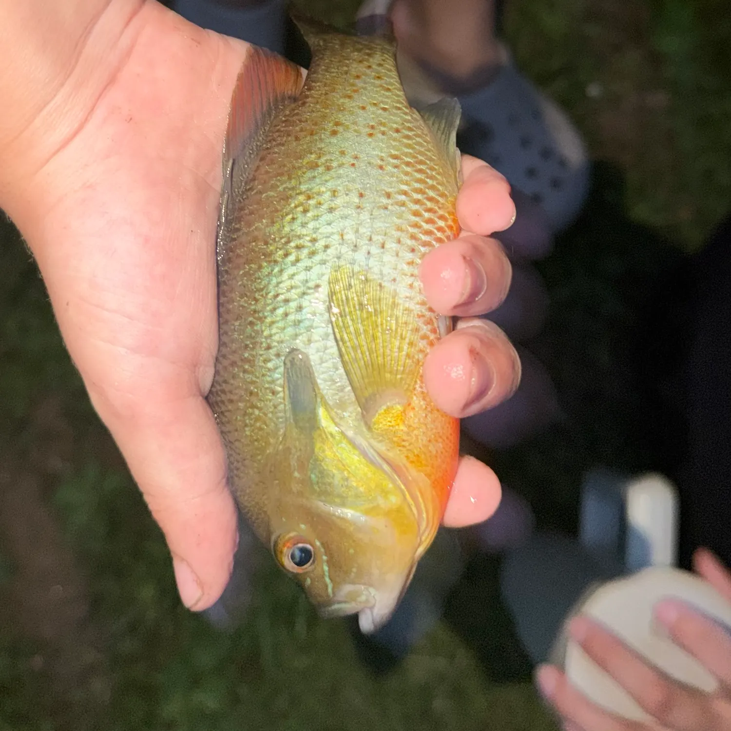 Redbreast sunfish caught on Fishbrain