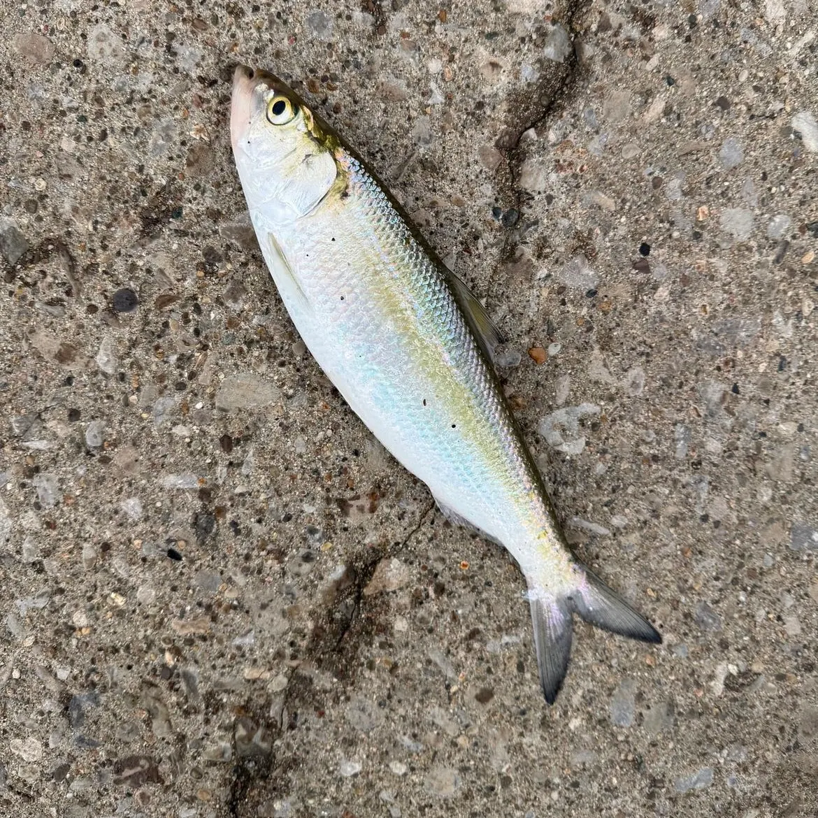 The most recent Skipjack herring catches on Fishbrain