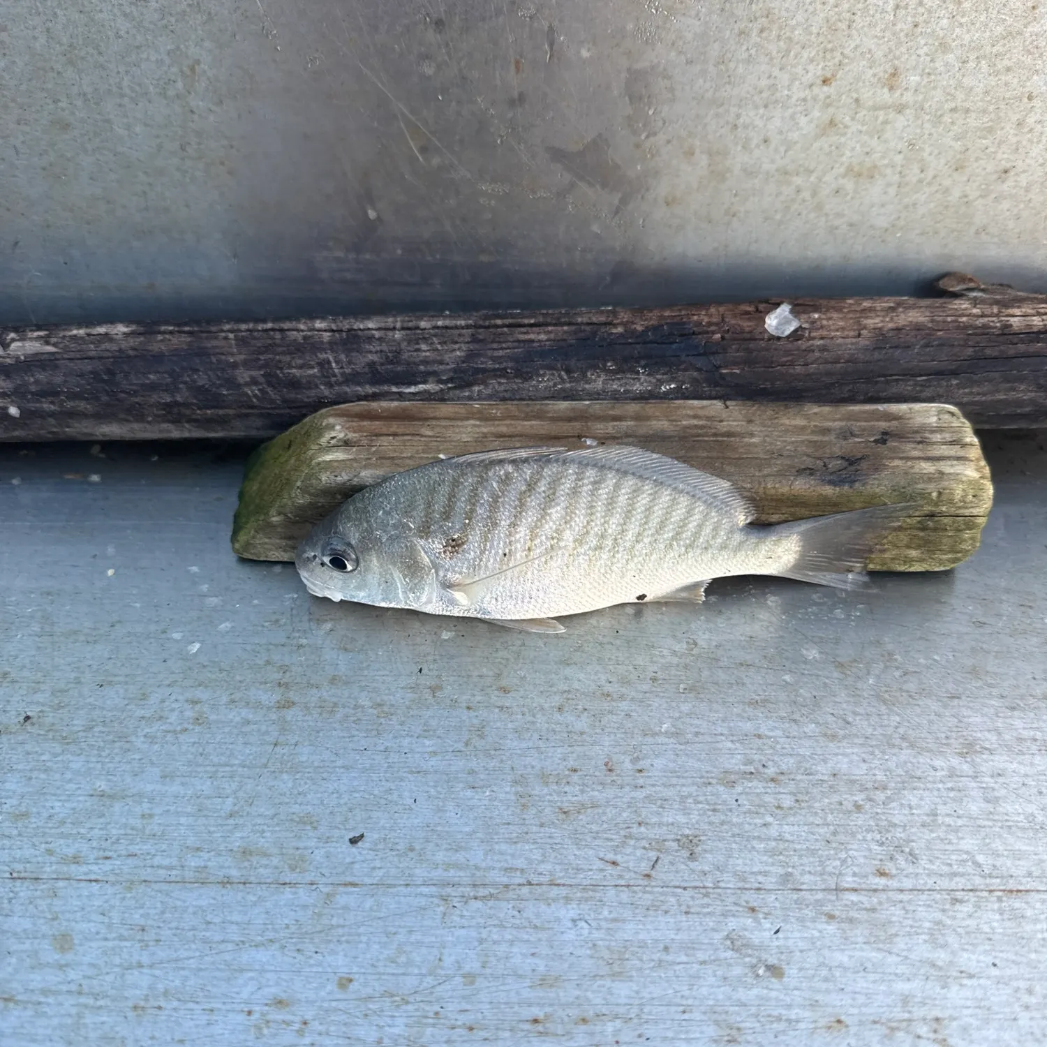 Atlantic croaker caught on Fishbrain