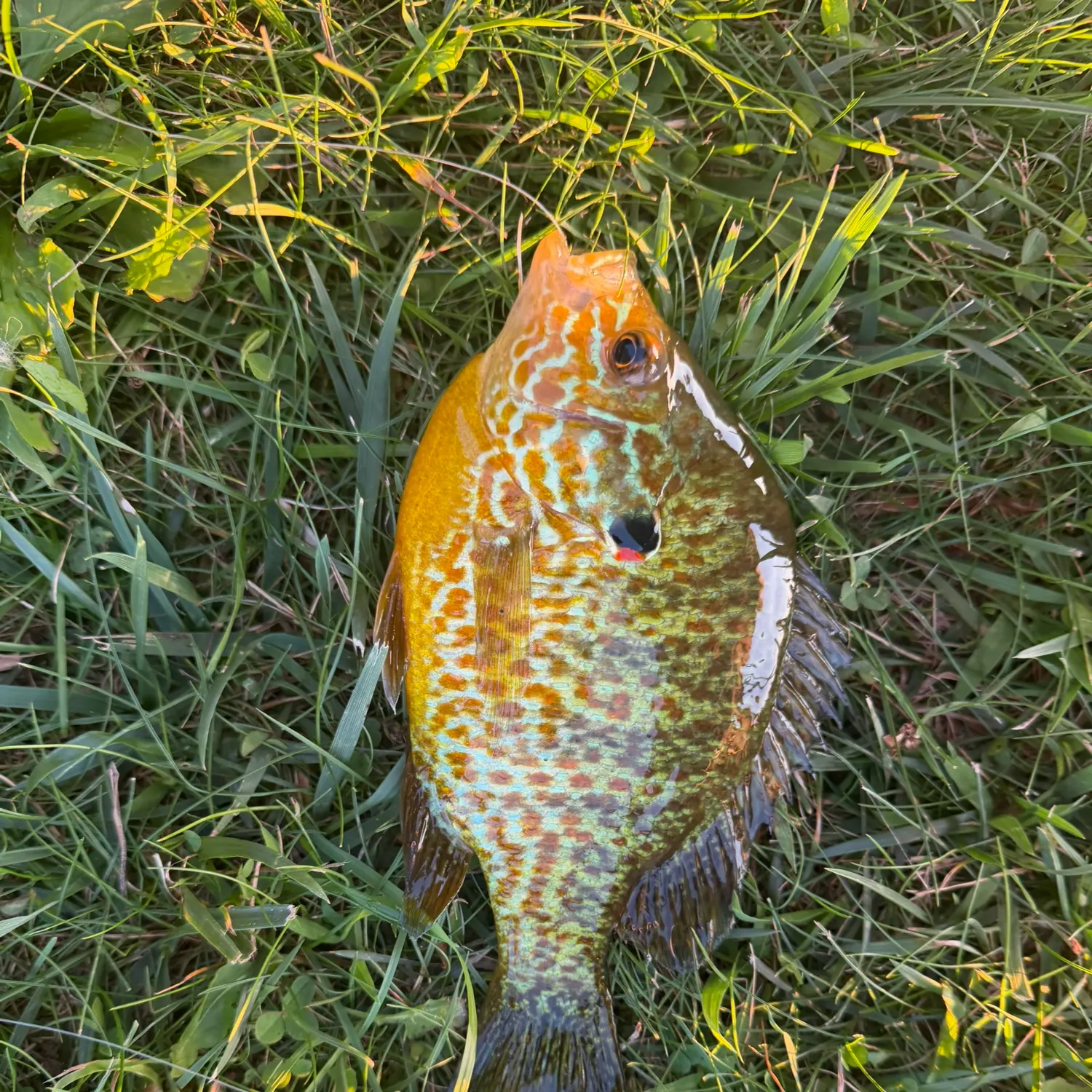 Pumpkinseed caught on Fishbrain