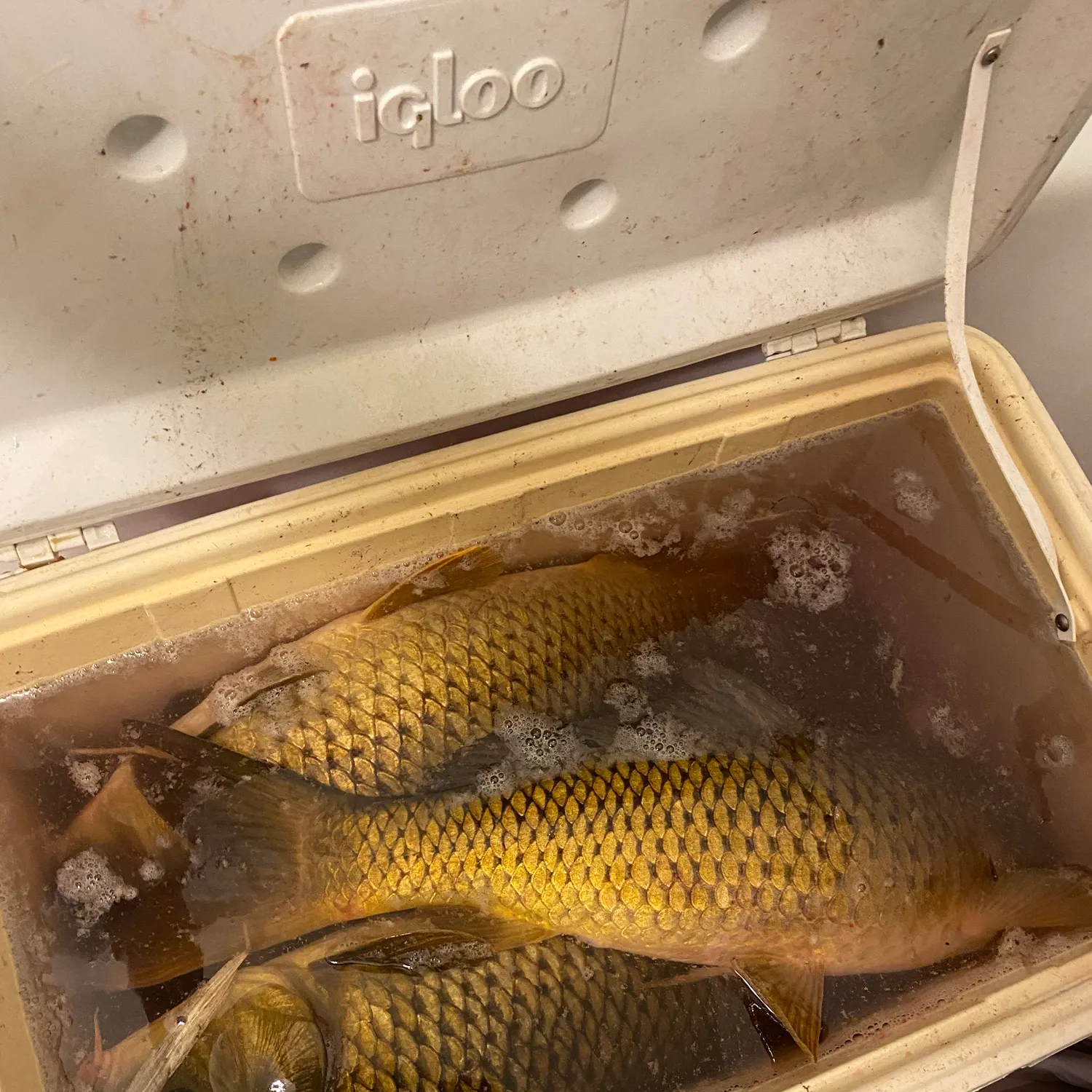 recently logged catches