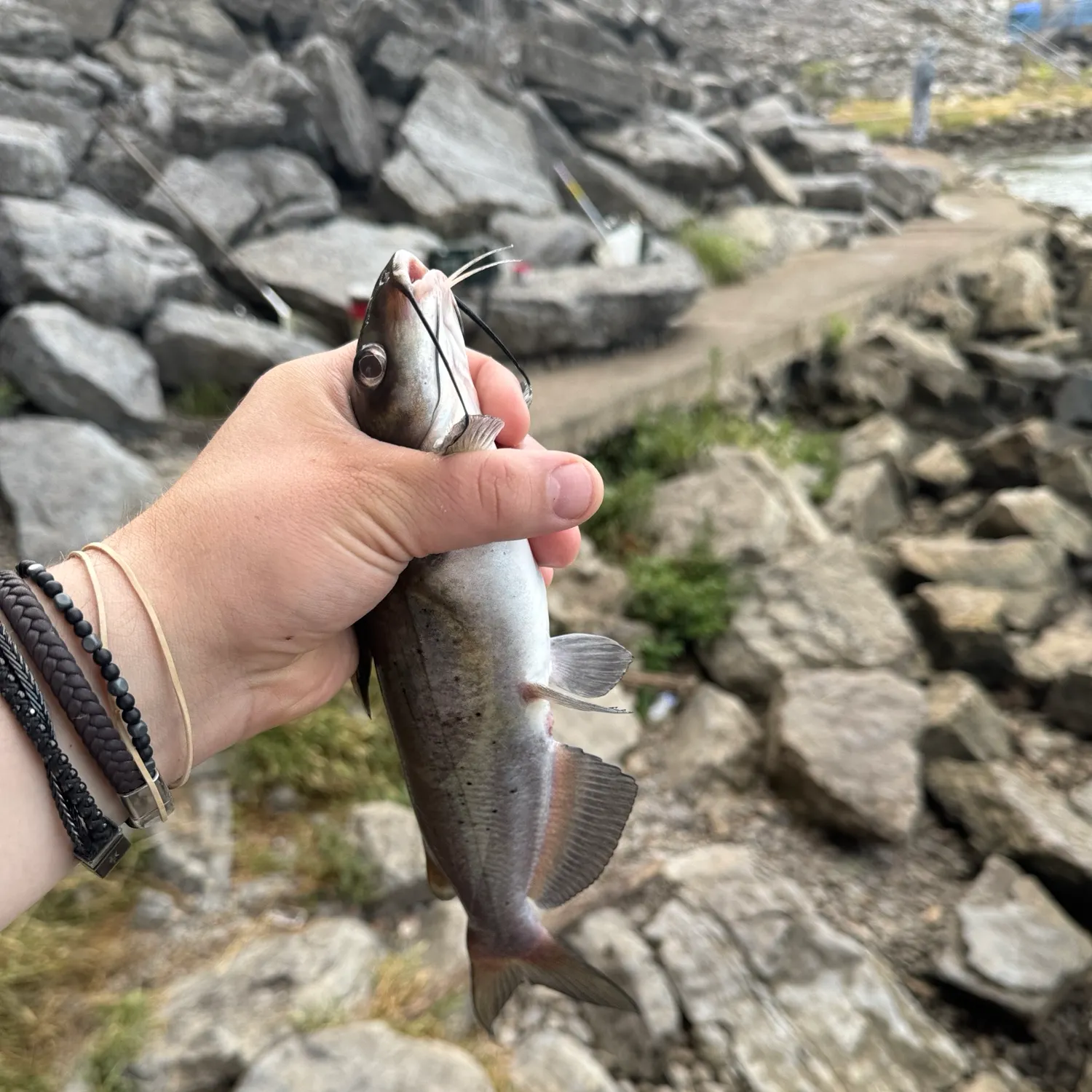 Channel catfish caught on Fishbrain