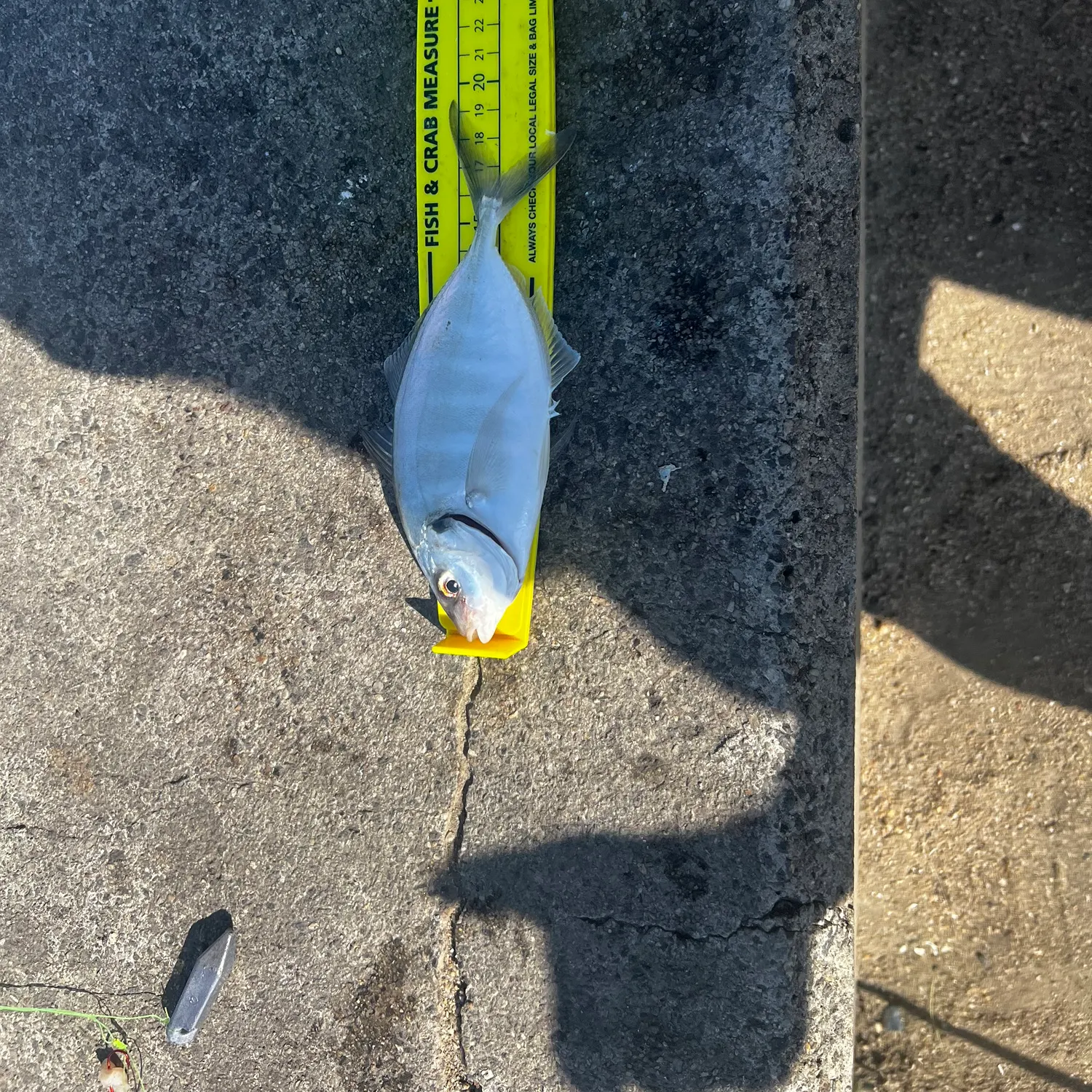 White trevally caught on Fishbrain