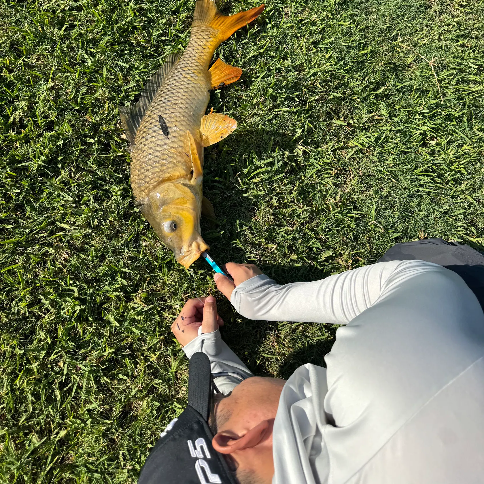 Common carp caught on Fishbrain