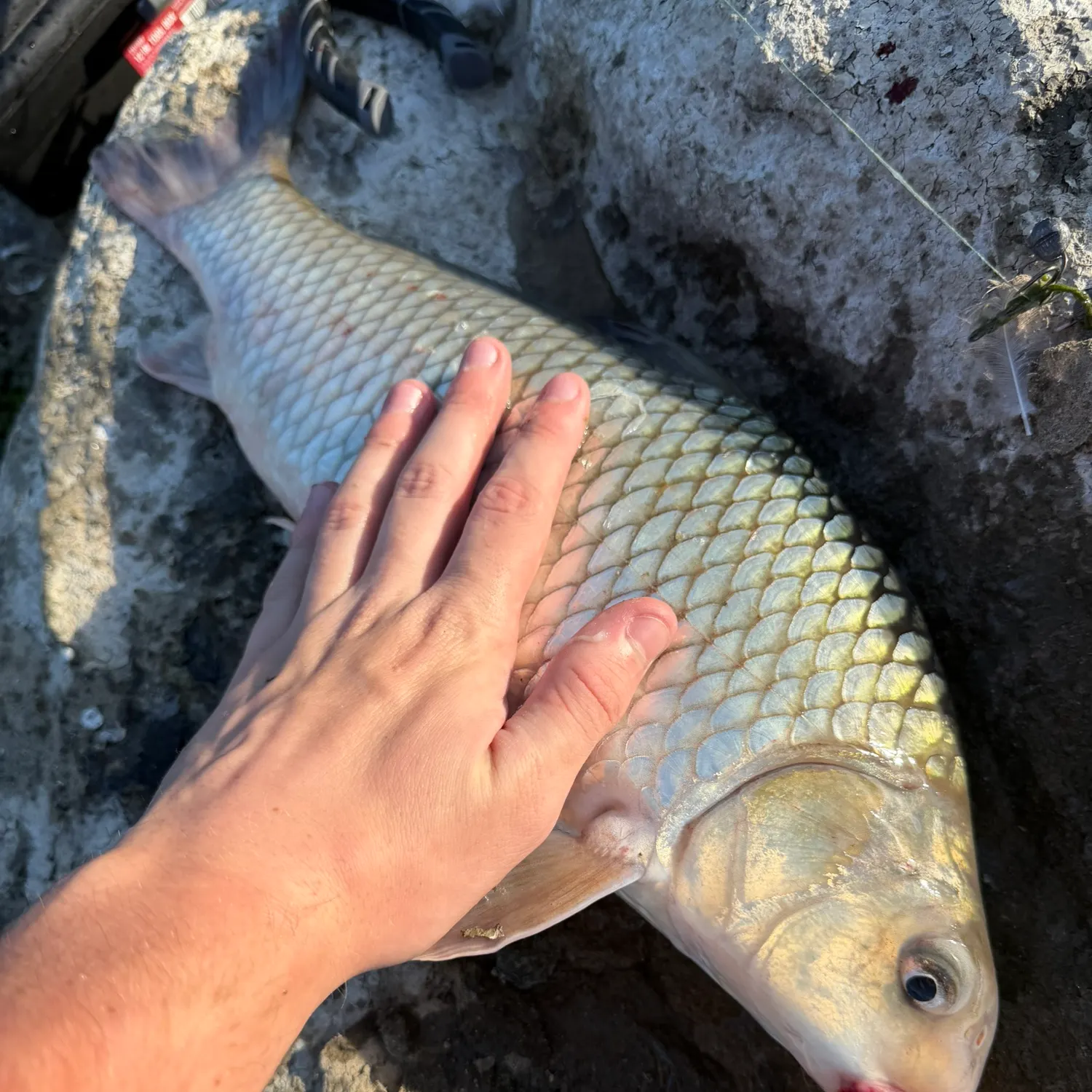 Quillback caught on Fishbrain