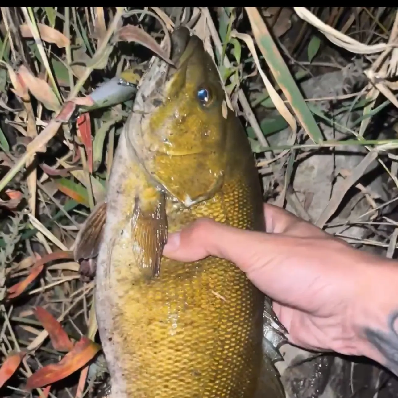 Smallmouth bass caught on Fishbrain
