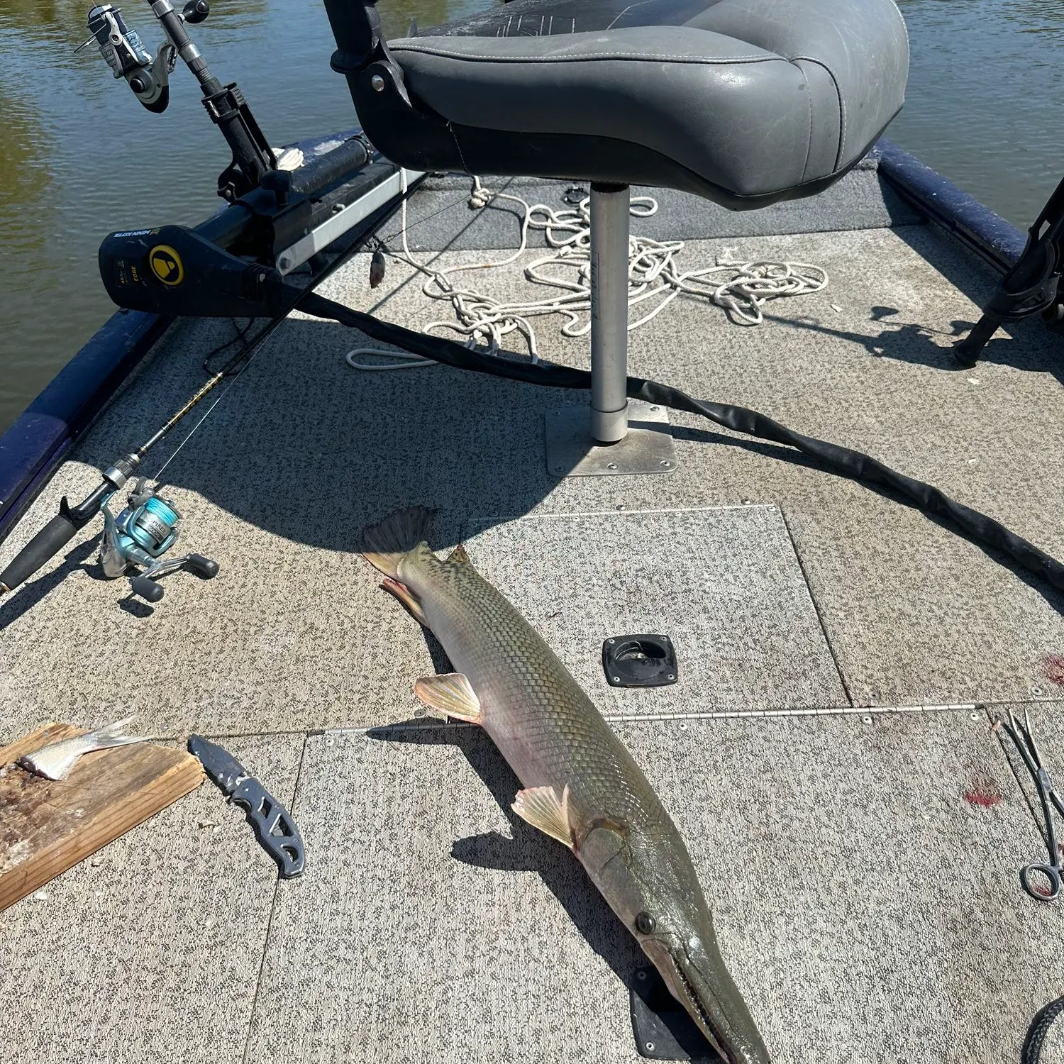 Alligator gar caught on Fishbrain