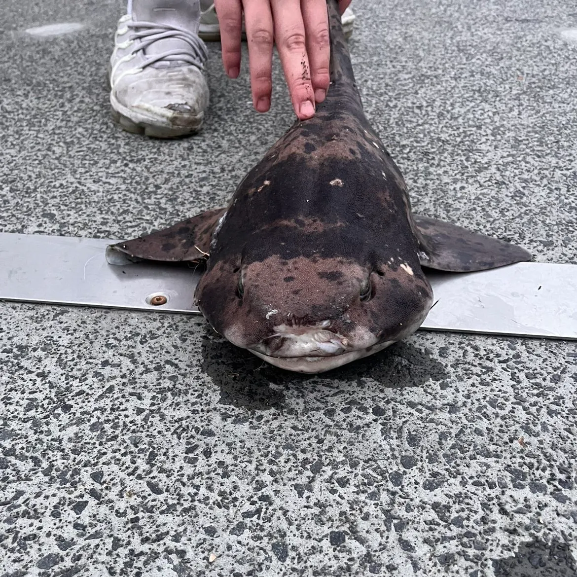 The most recent Draughtsboard shark catches on Fishbrain