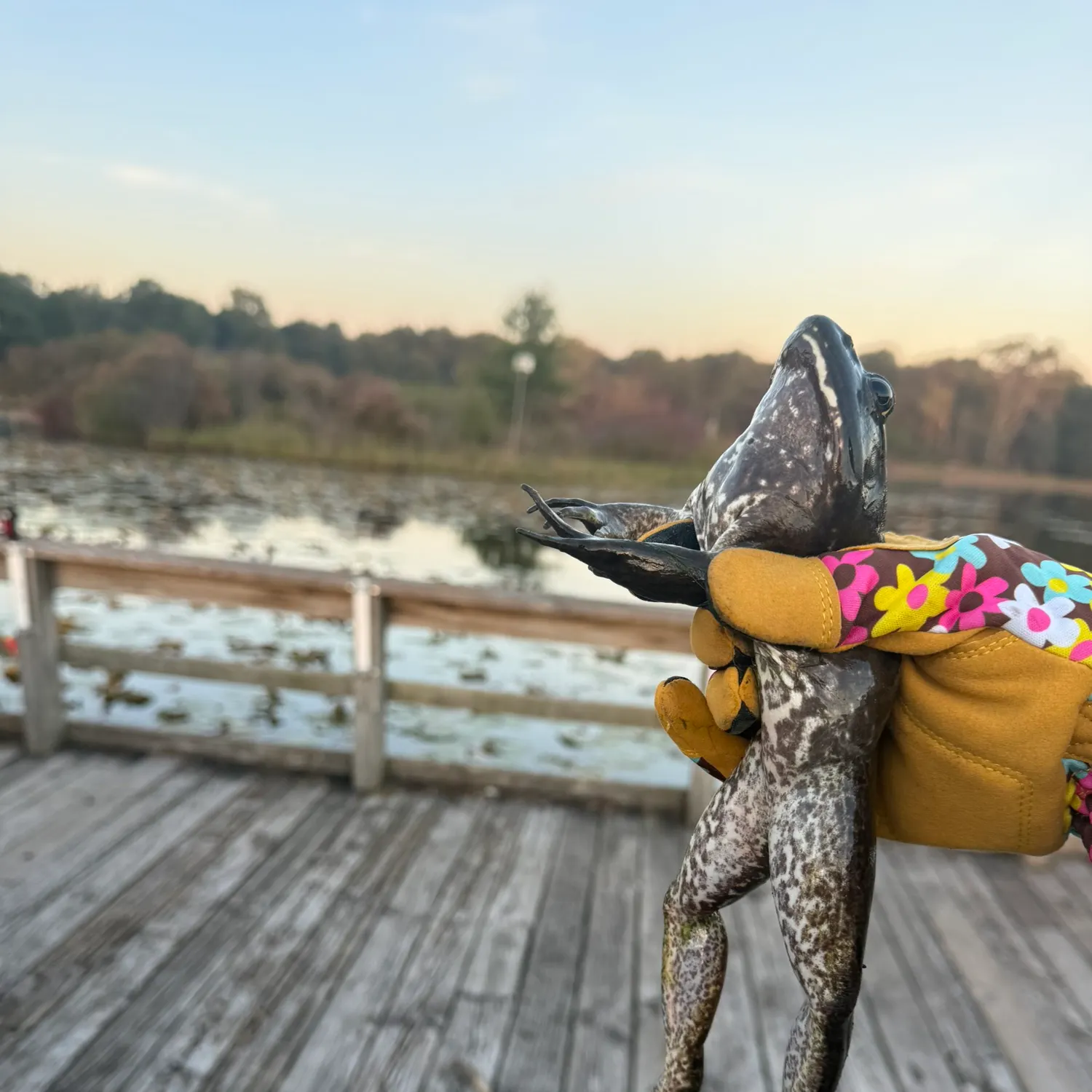 American bullfrog caught on Fishbrain