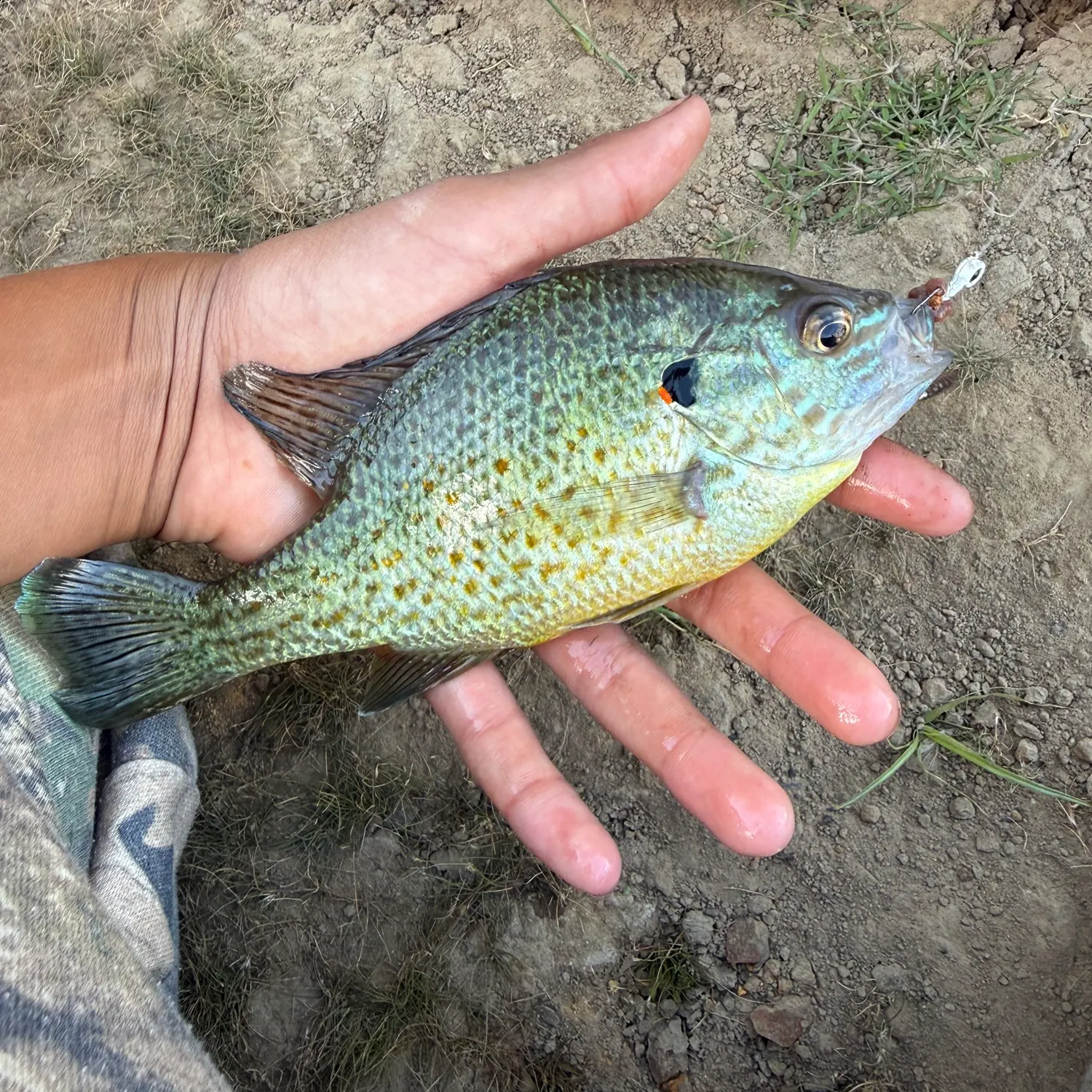Pumpkinseed caught on Fishbrain