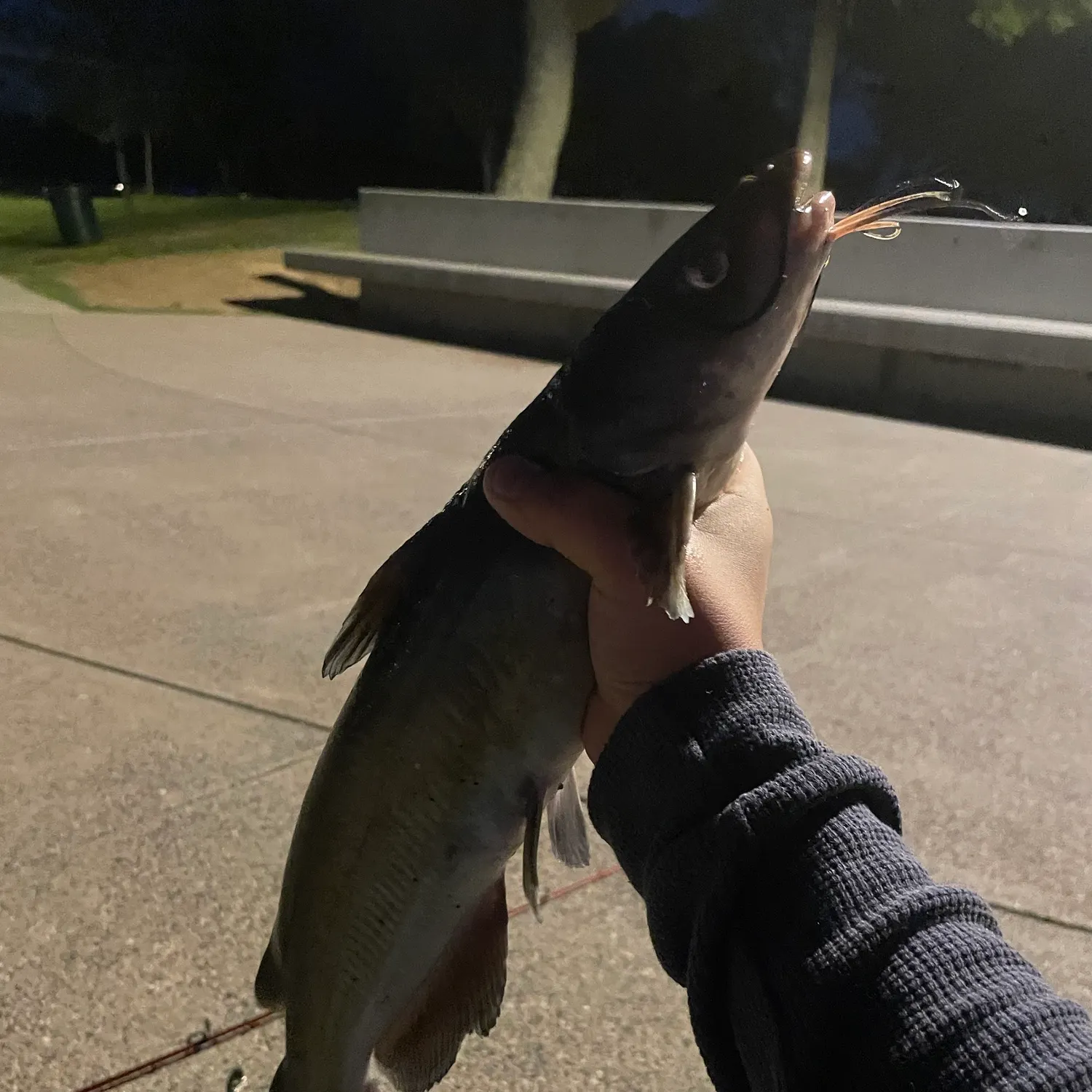 Channel catfish caught on Fishbrain