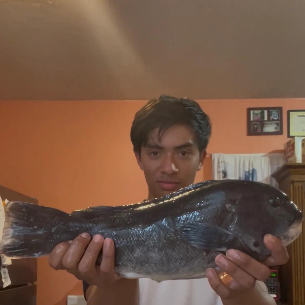 Tautog caught on Fishbrain