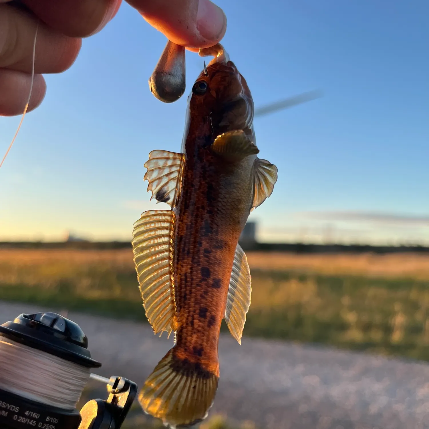 Round goby caught on Fishbrain