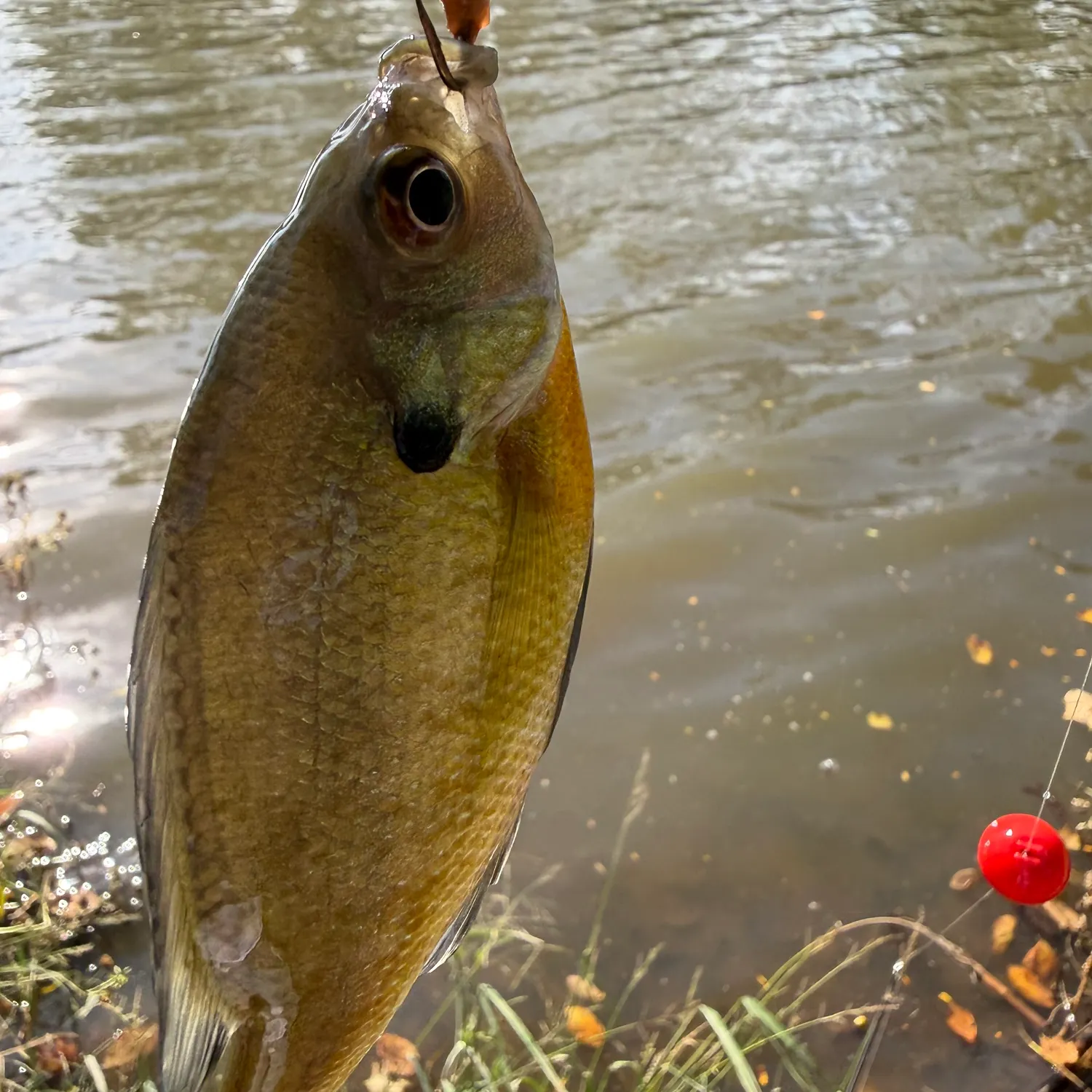 Bluegill caught on Fishbrain