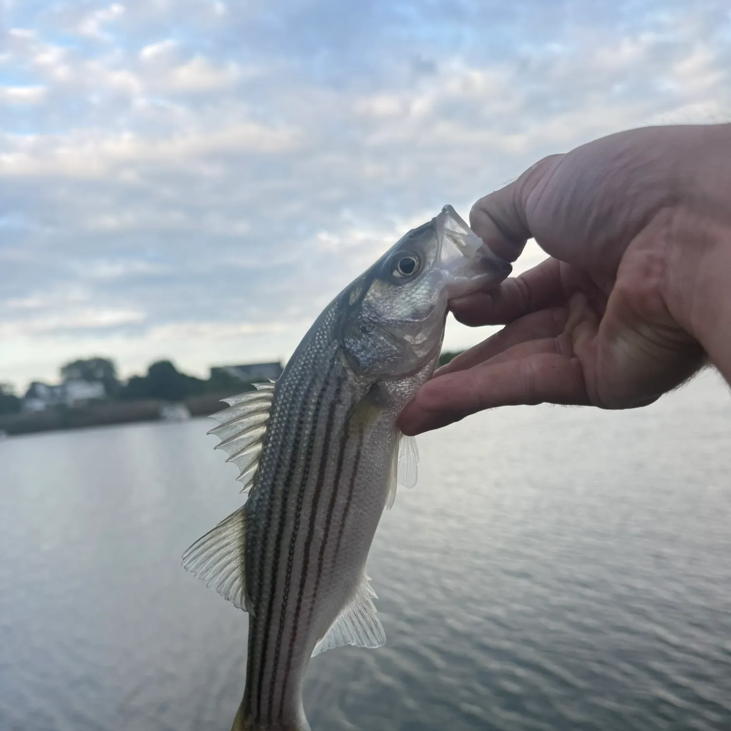 Crevalle jack caught on Fishbrain