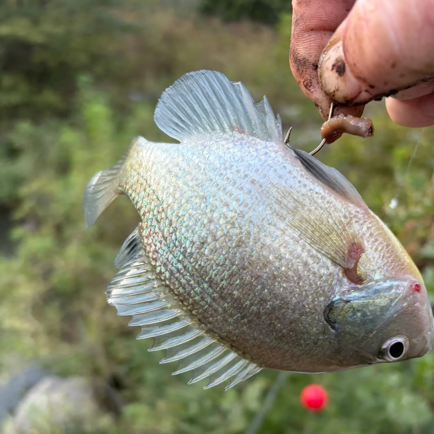 Bluegill caught on Fishbrain
