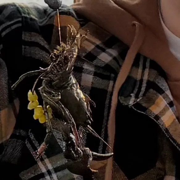 Signal crayfish caught on Fishbrain