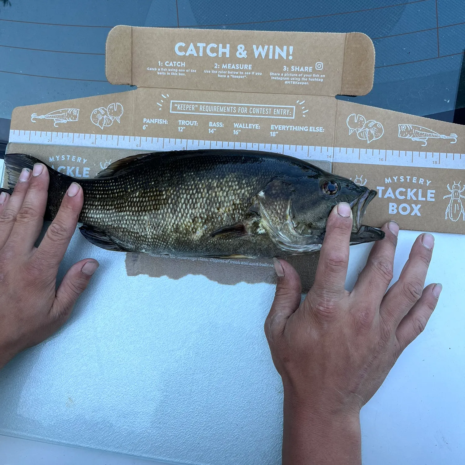 recently logged catches