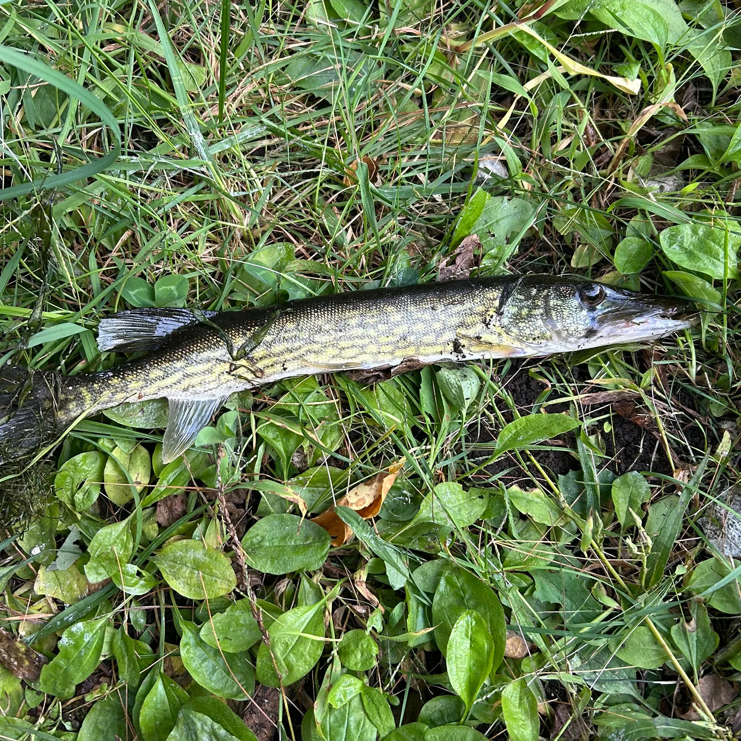 Chain pickerel caught on Fishbrain