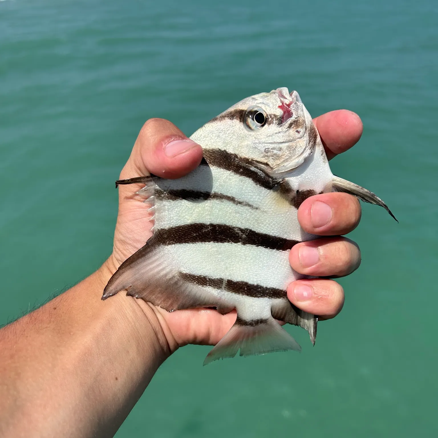 The most recent Atlantic spadefish catches on Fishbrain