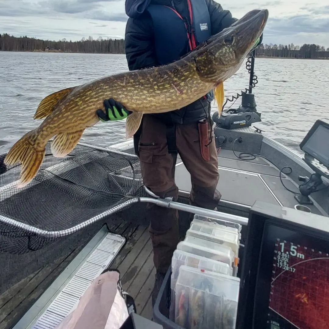 Northern pike caught on Fishbrain