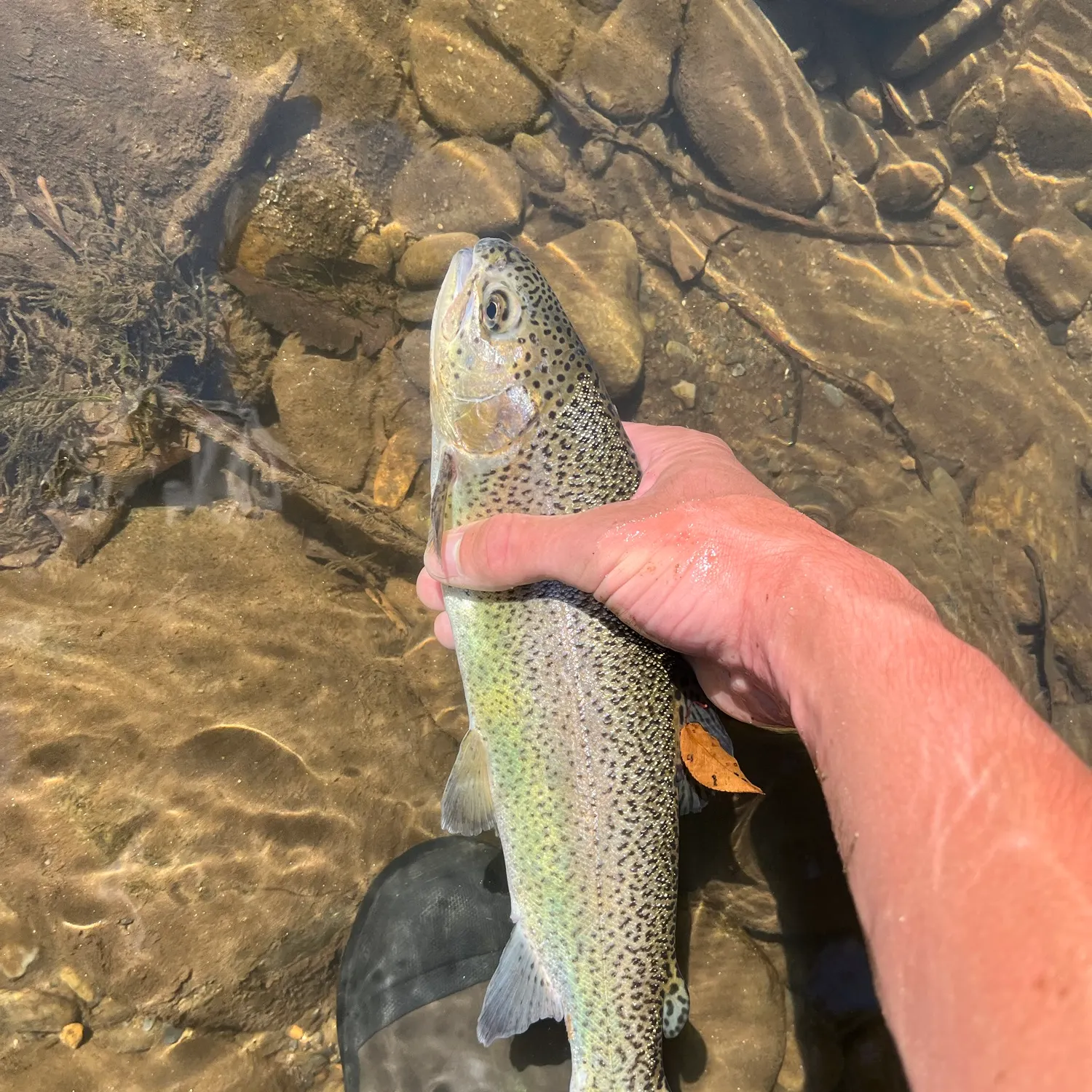 Rainbow trout caught on Fishbrain