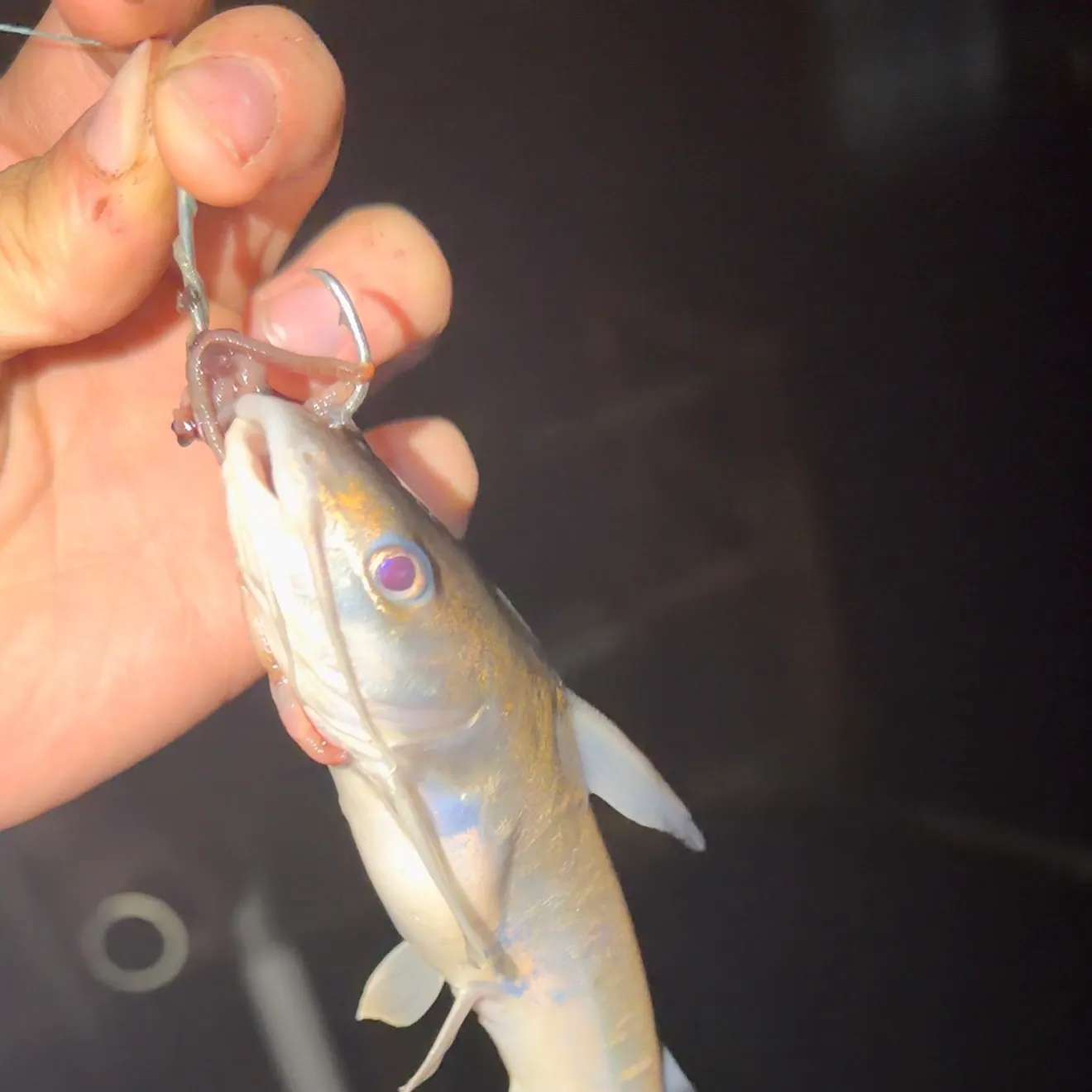 Hardhead sea catfish caught on Fishbrain