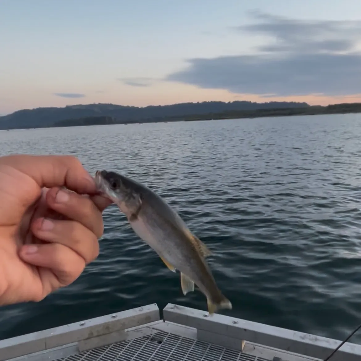 Northern pikeminnow caught on Fishbrain