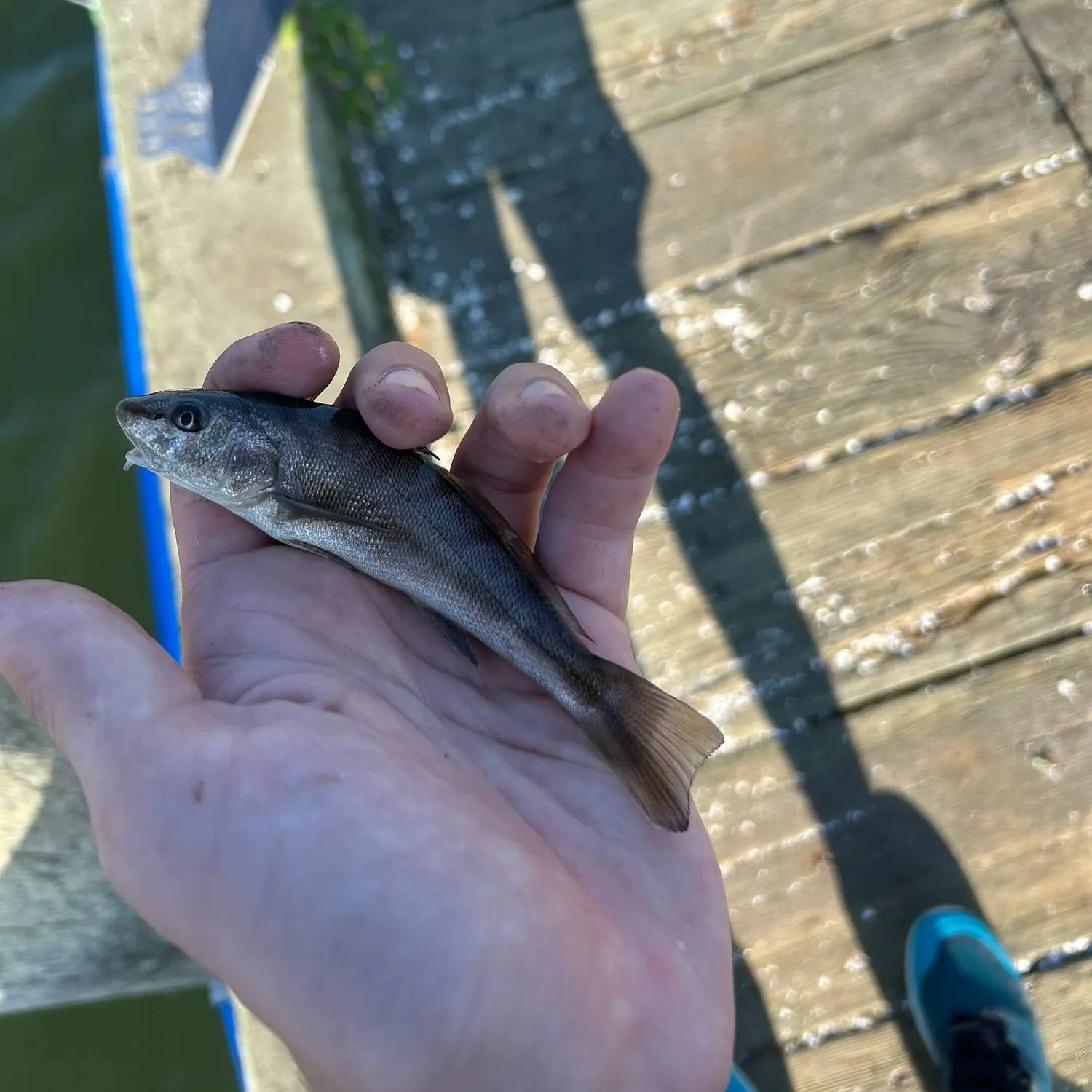 The most recent Northern kingcroaker catches on Fishbrain