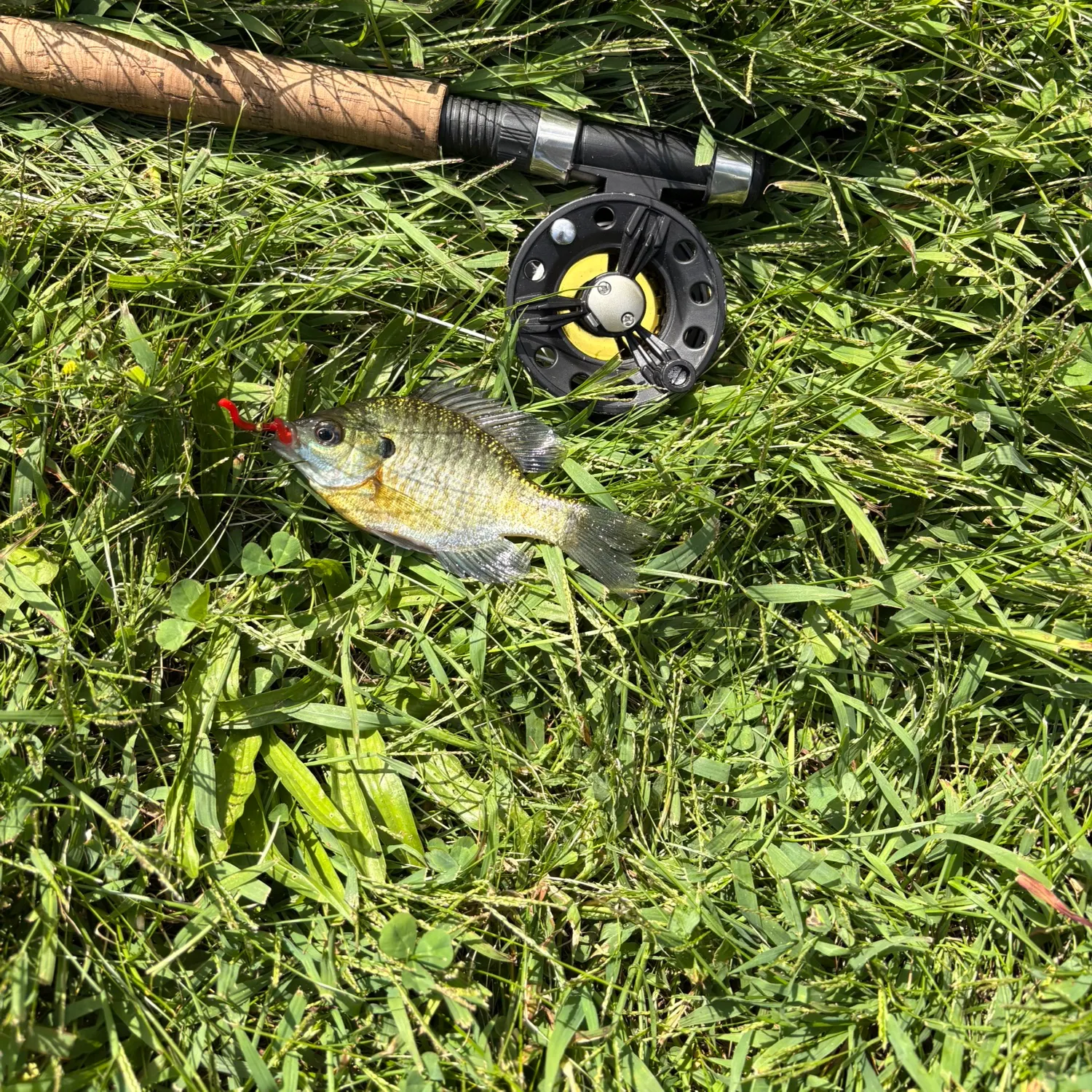 Bluegill caught on Fishbrain